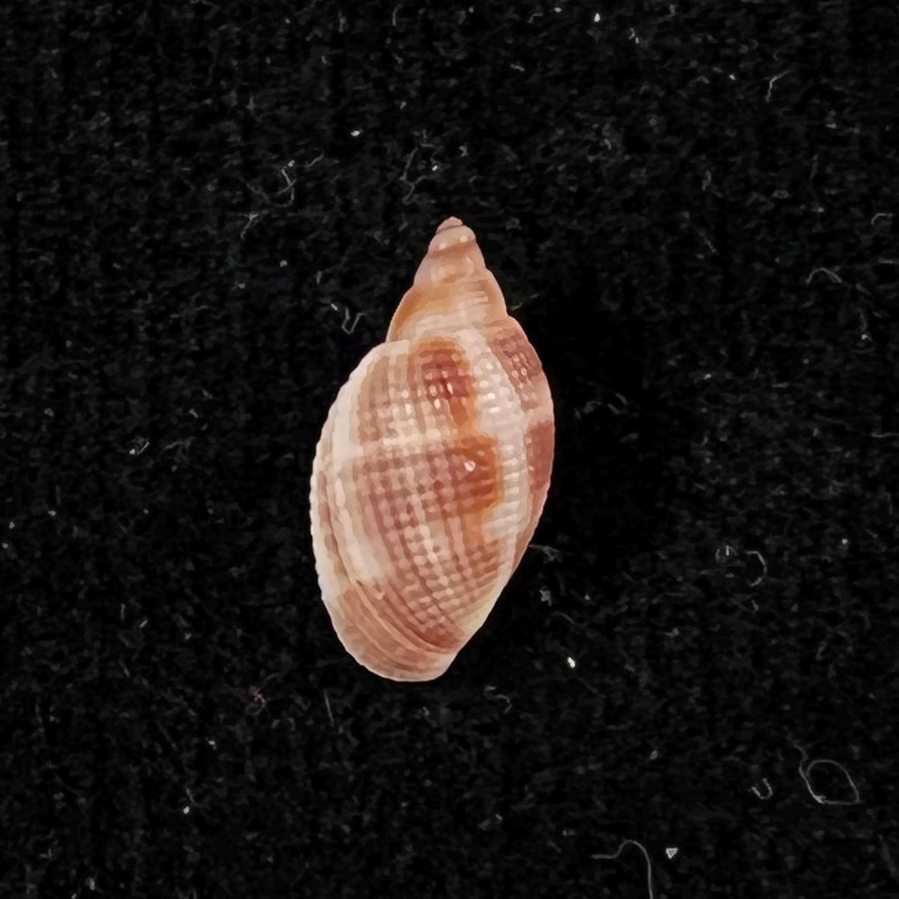 Aphera tessellata (G. B. Sowerby I, 1832) - 13,4mm