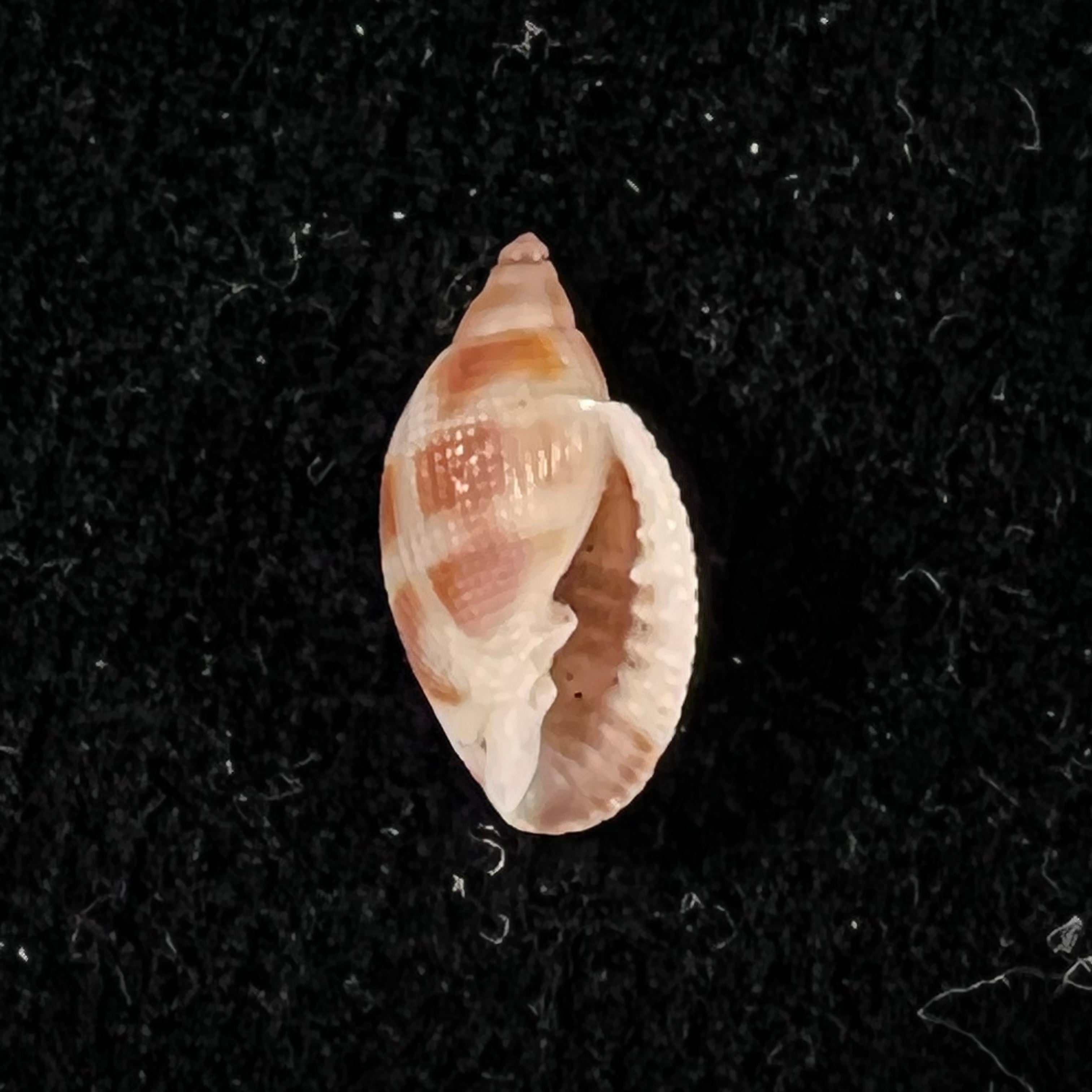 Aphera tessellata (G. B. Sowerby I, 1832) - 13,4mm