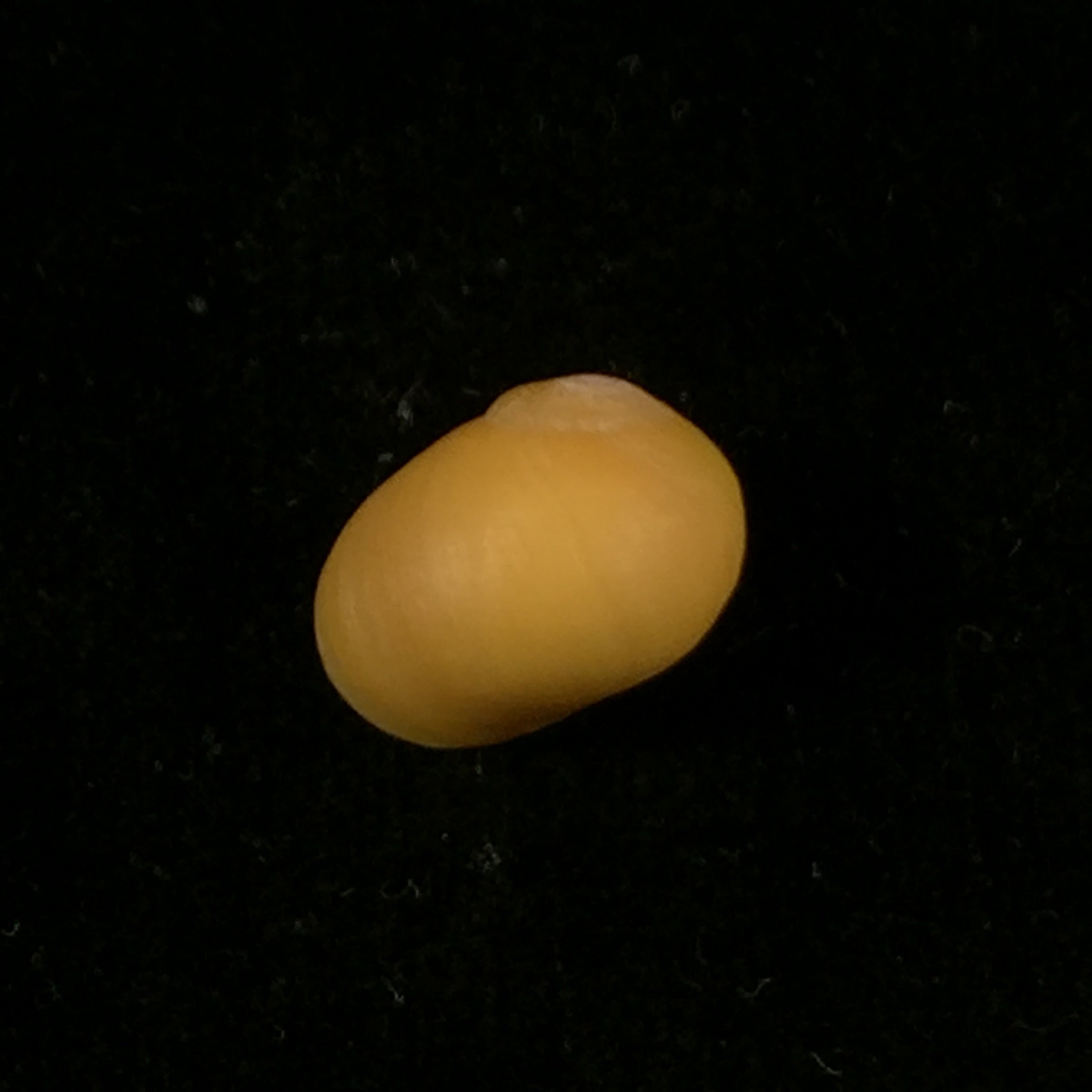 Littorina obtusata (Linnaeus, 1758) - 14,6mm