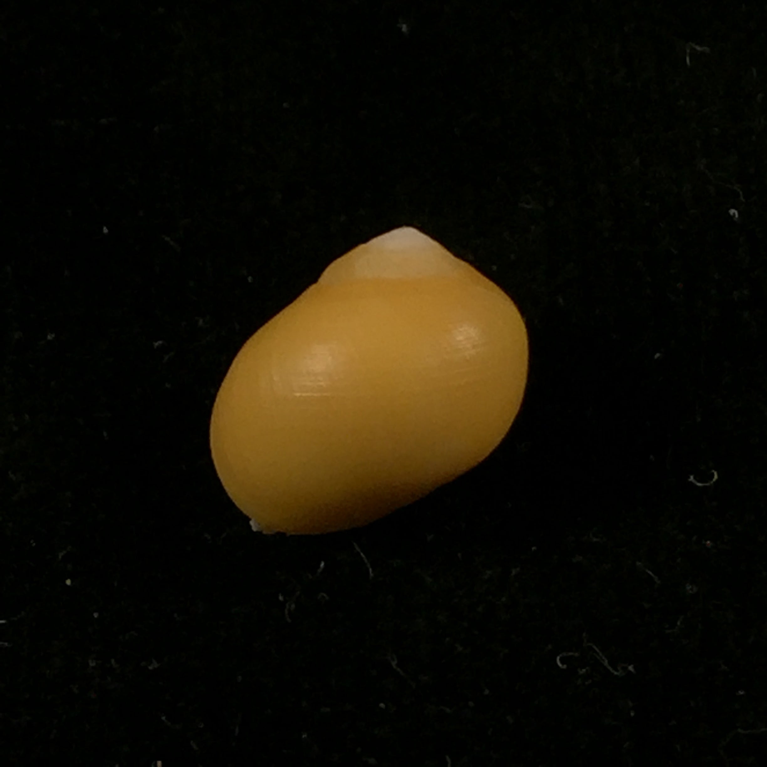 Littorina obtusata (Linnaeus, 1758) - 14,2mm