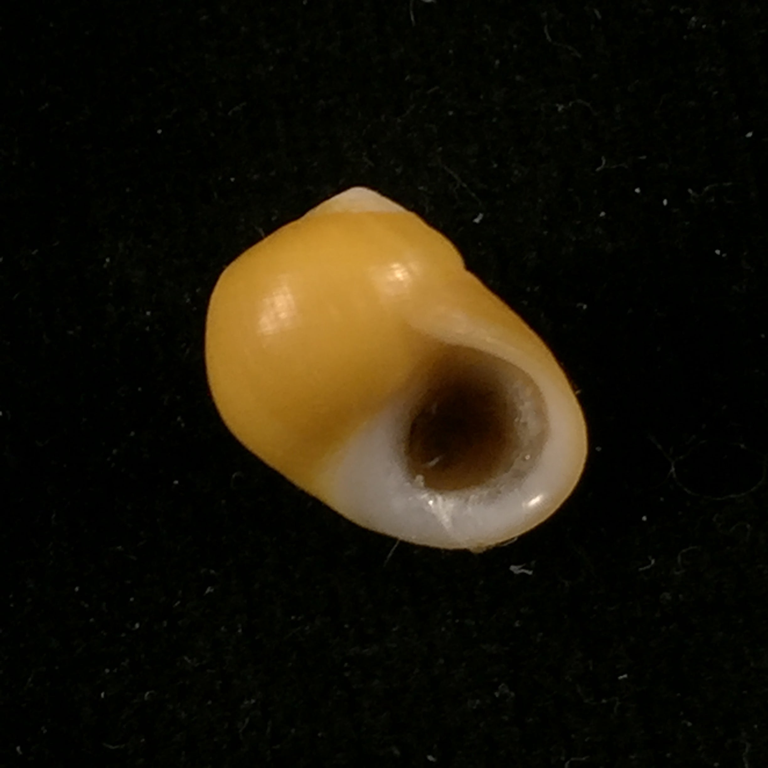 Littorina obtusata (Linnaeus, 1758) - 14,2mm