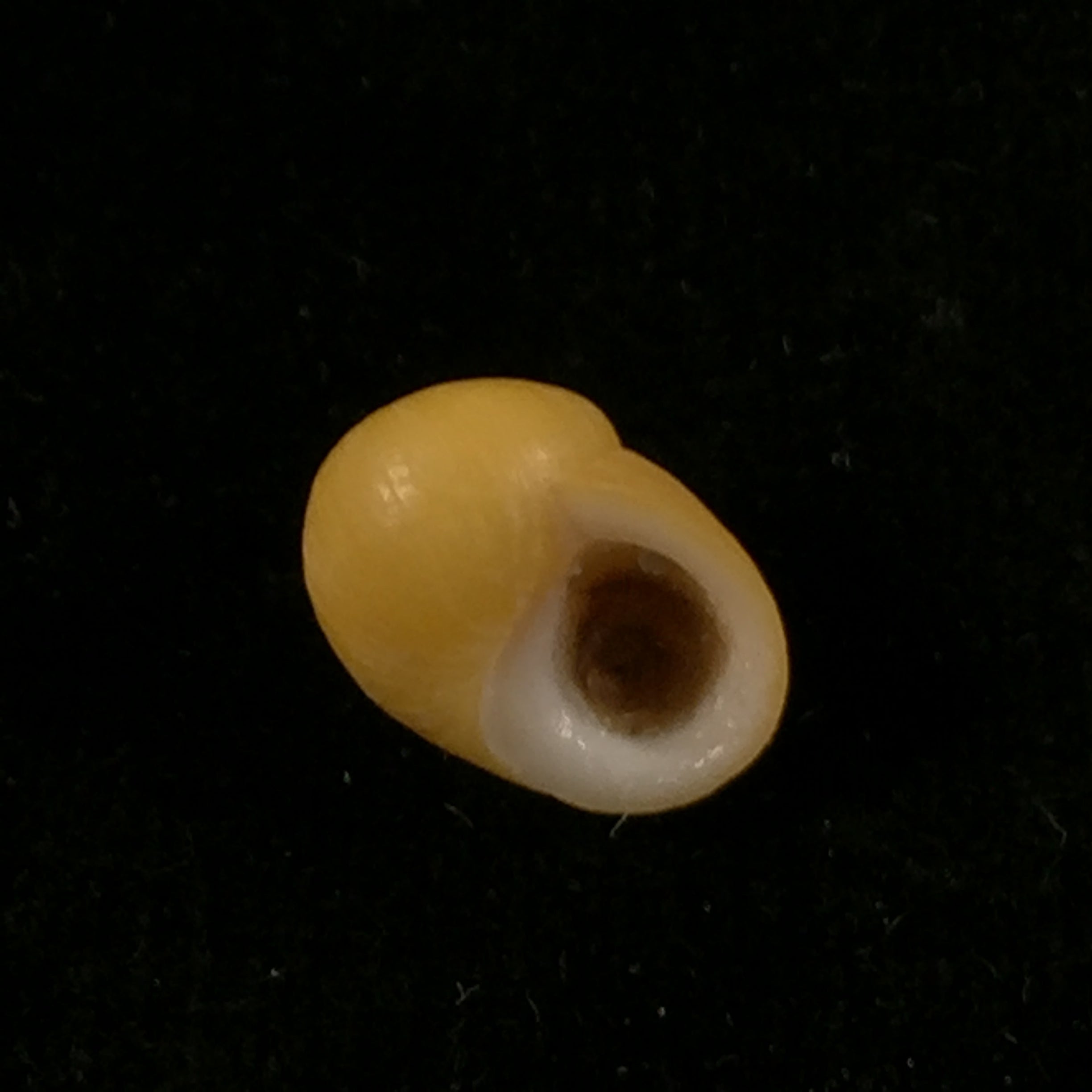 Littorina obtusata (Linnaeus, 1758) - 13,7mm