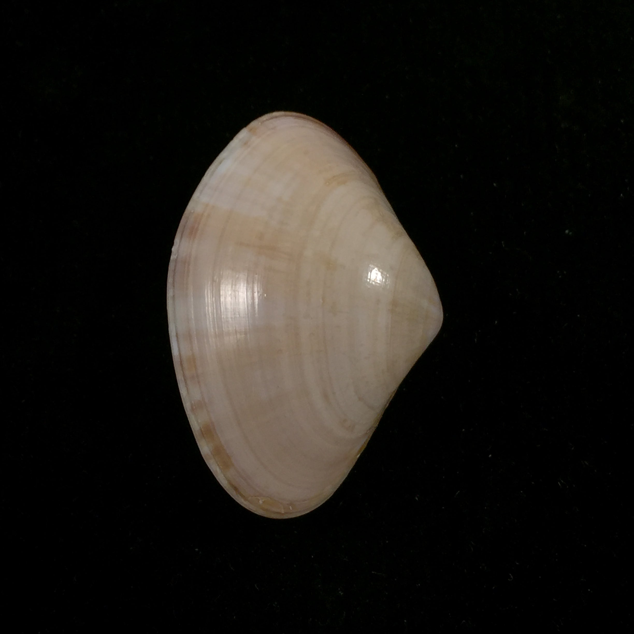 Tivela dentaria (拉马克, 1818) - 28,1mm