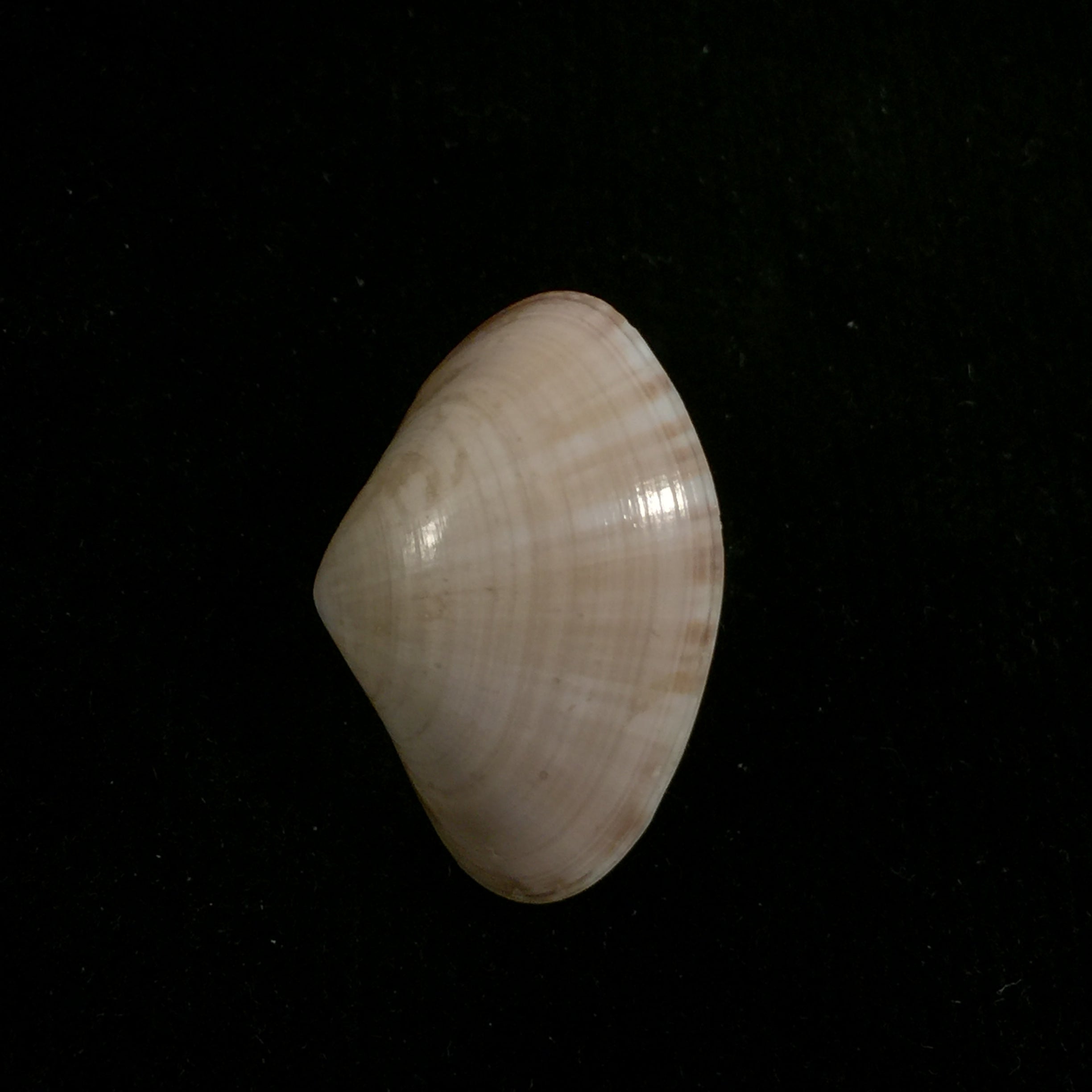 Tivela dentaria (拉马克, 1818) - 28,1mm