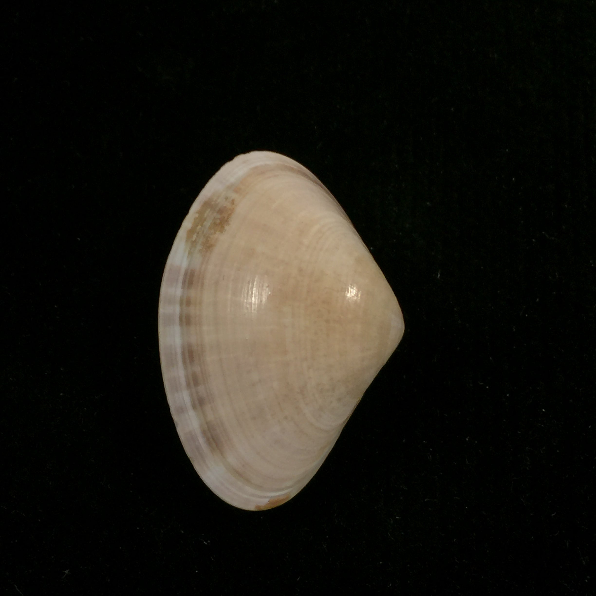 Tivela dentaria (拉马克, 1818) - 29,2mm