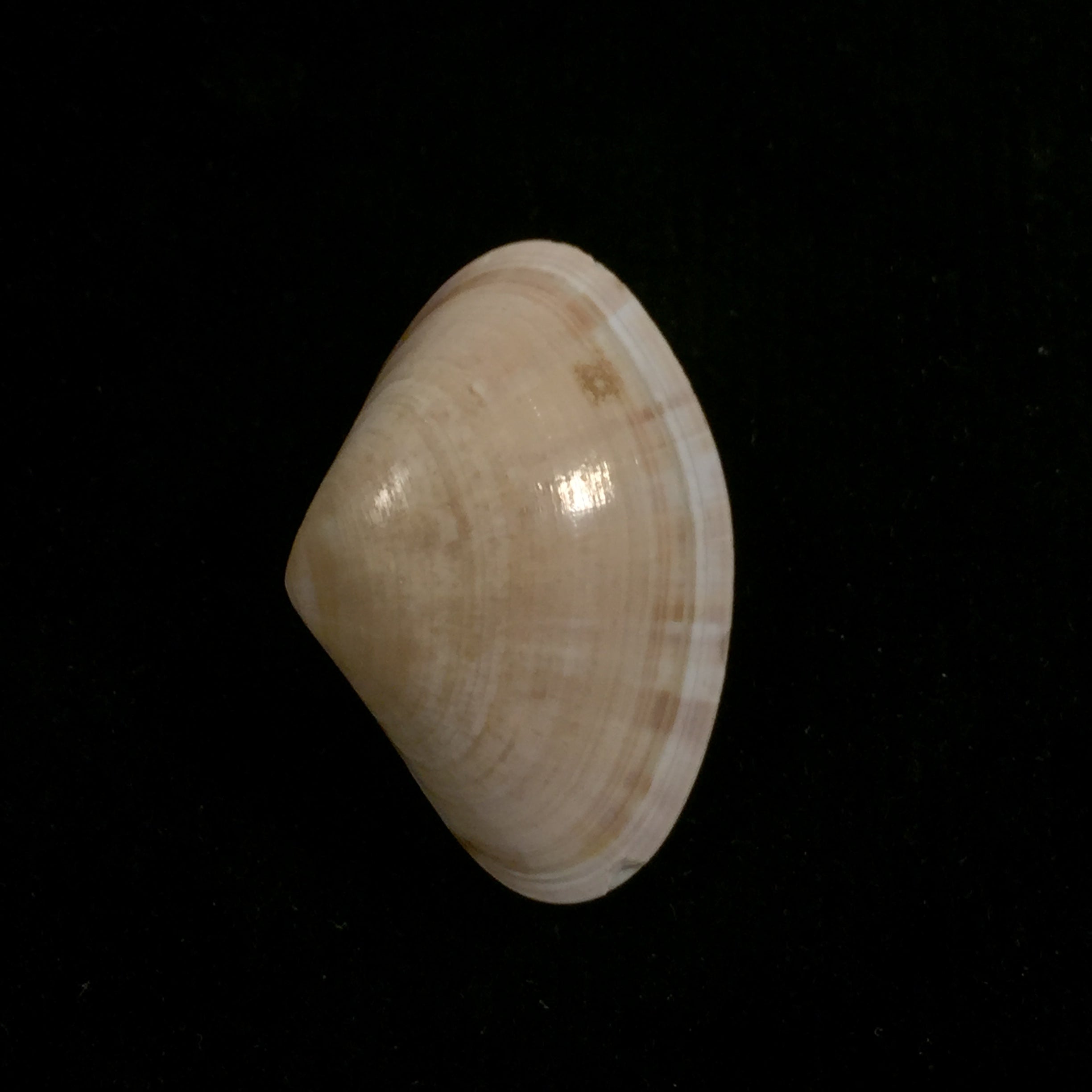 Tivela dentaria (拉马克, 1818) - 29,2mm