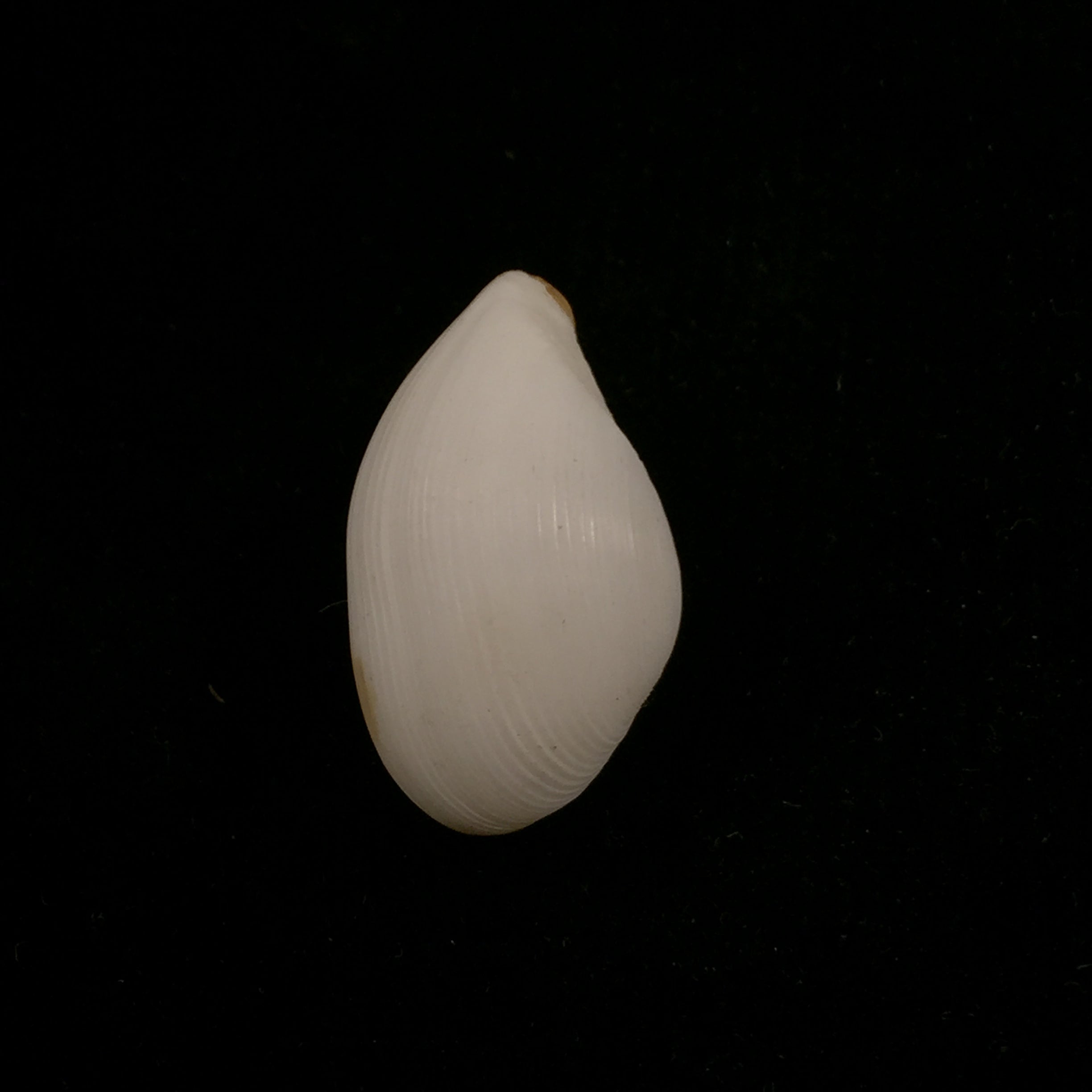 Caryocorbula nasuta (GB Sowerby I, 1833) - 22,9mm