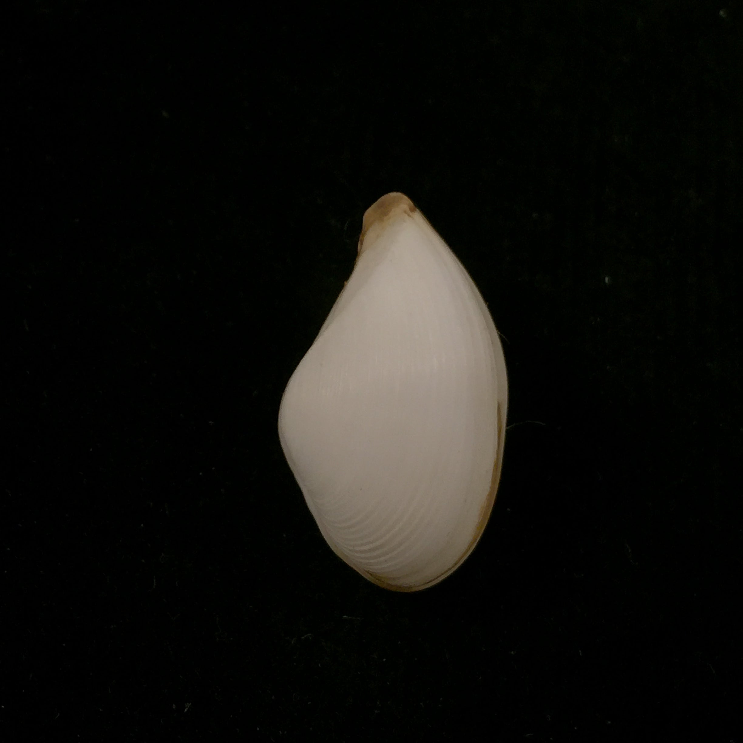 Caryocorbula nasuta (GB Sowerby I, 1833) - 22,9mm