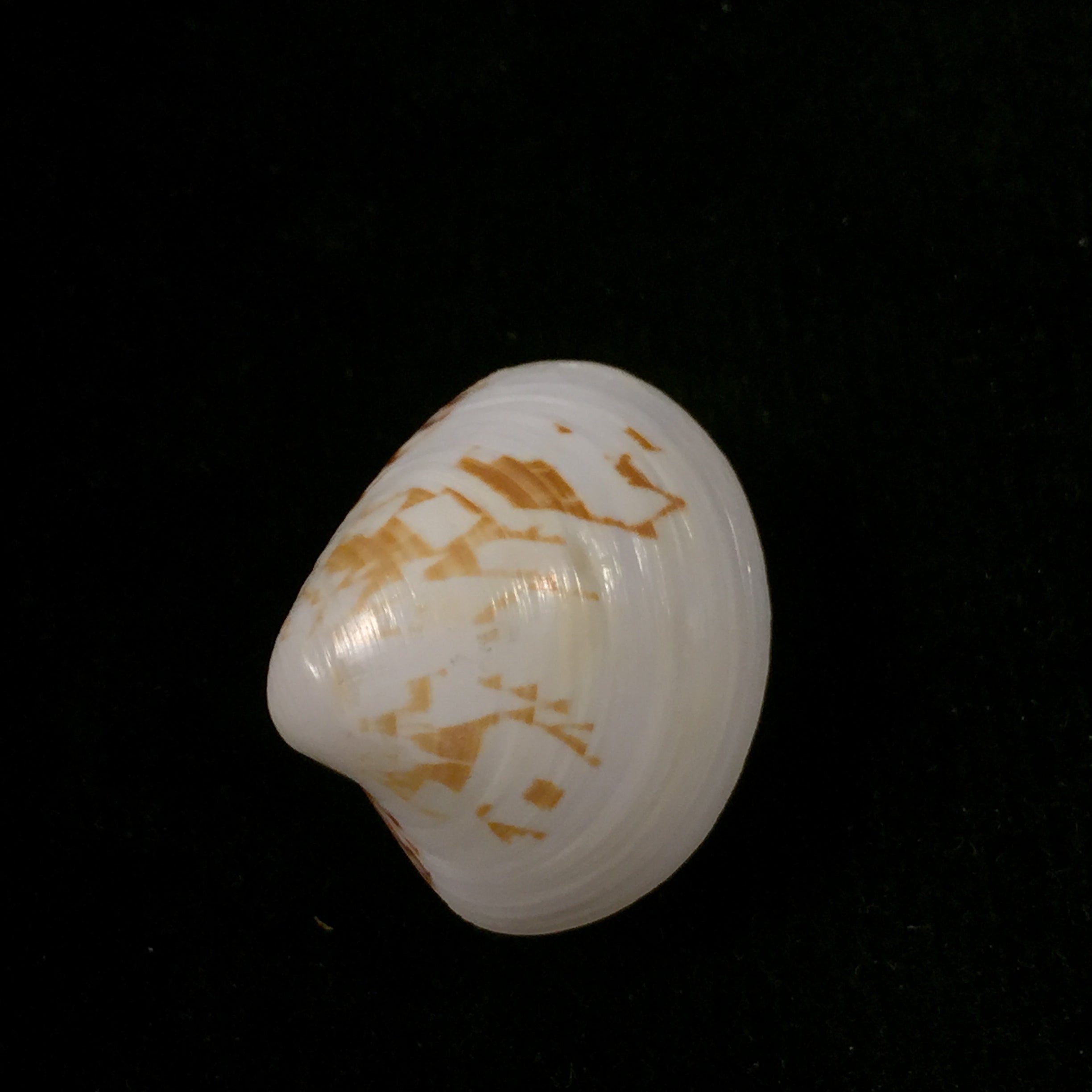 Lioconcha fastigiata (G. B. Sowerby II, 1851) - 25,9mm