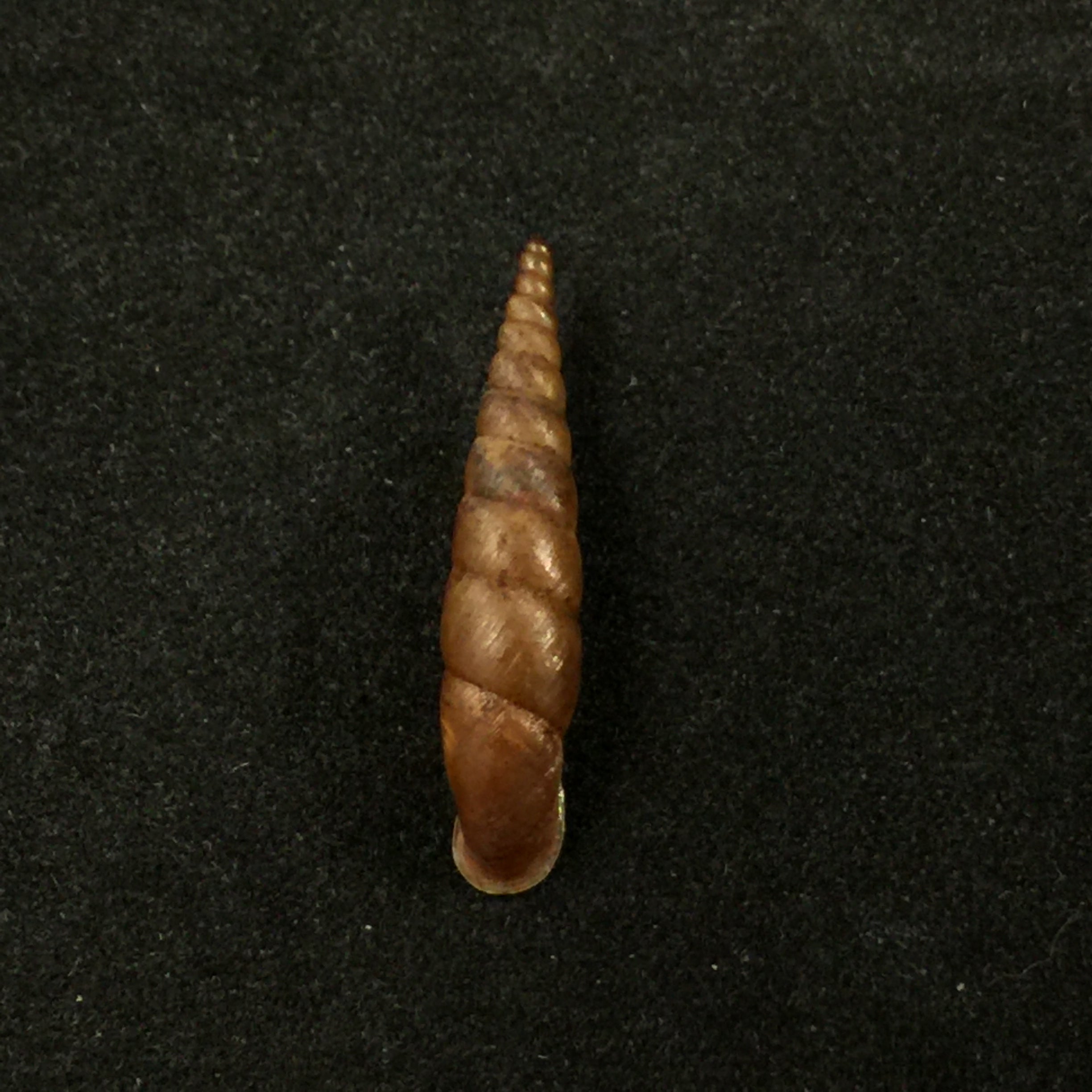 斐杜莎·费利科斯塔·斯托利奇卡 (Phaedusa filicostata Stoliczka),1873 年 - 20,1mm