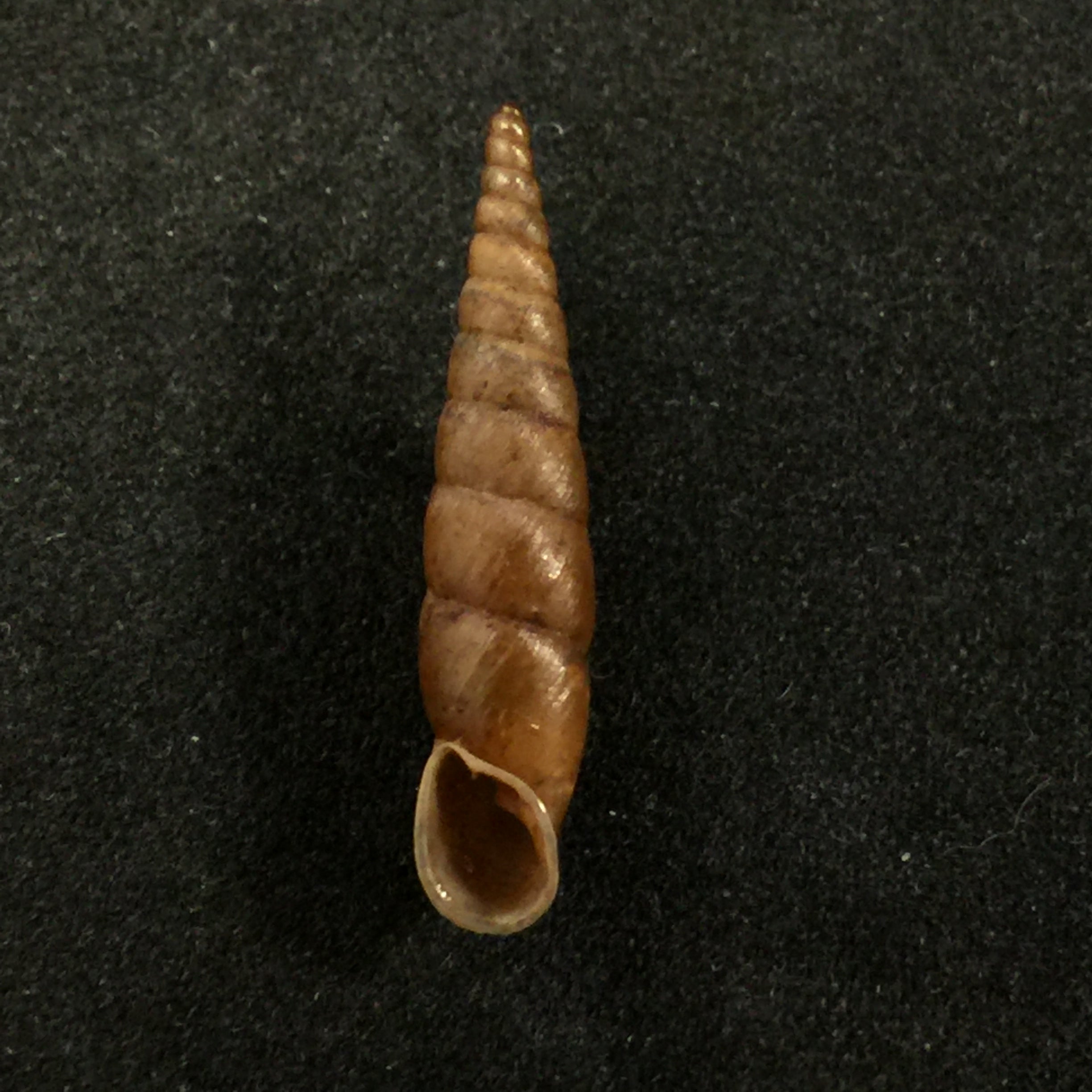 斐杜莎·费利科斯塔·斯托利奇卡 (Phaedusa filicostata Stoliczka),1873 年 - 20,1mm