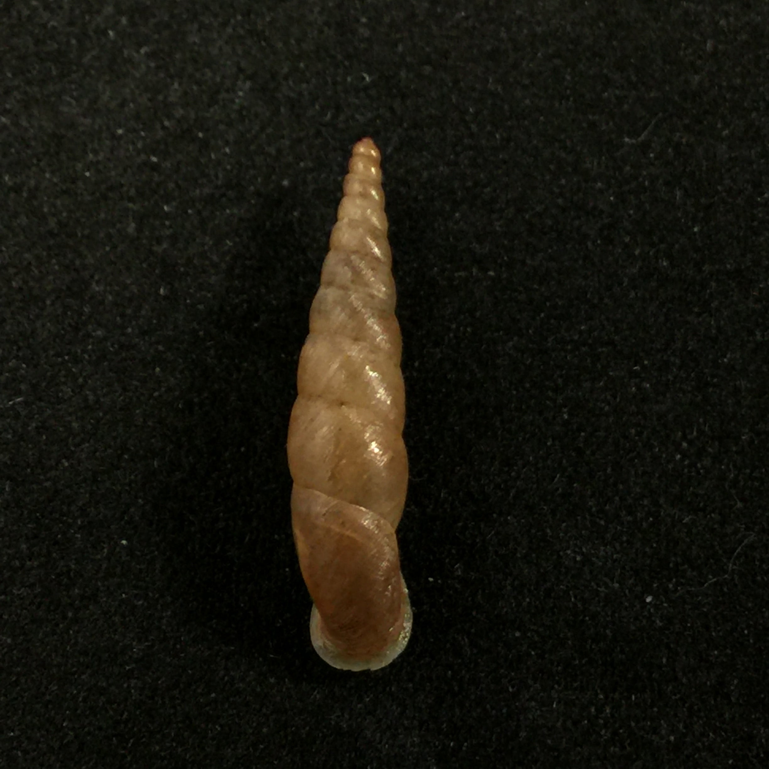 斐杜莎·斯托利奇卡 (Phaedusa filicostata Stoliczka),1873 年 - 22,3mm