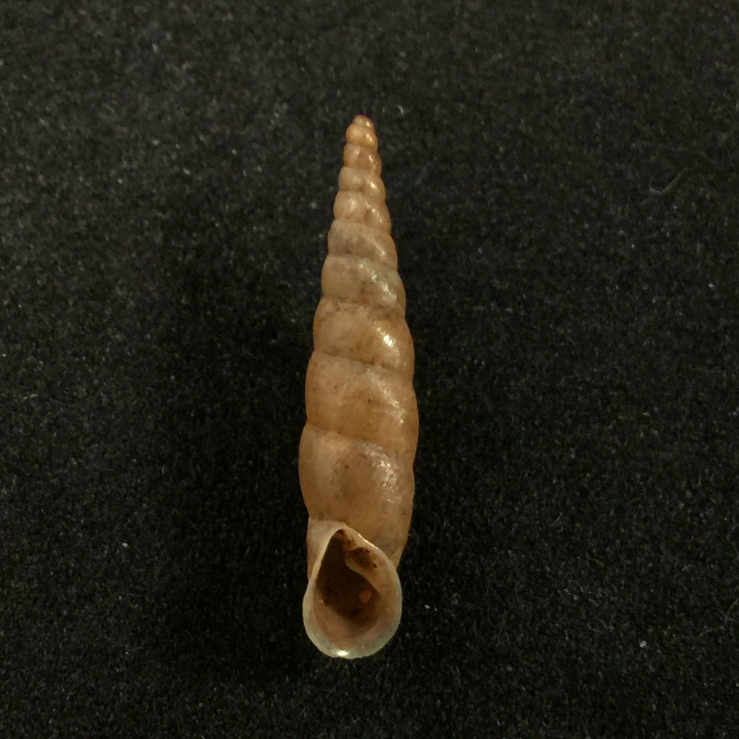 斐杜莎·斯托利奇卡 (Phaedusa filicostata Stoliczka),1873 年 - 22,3mm