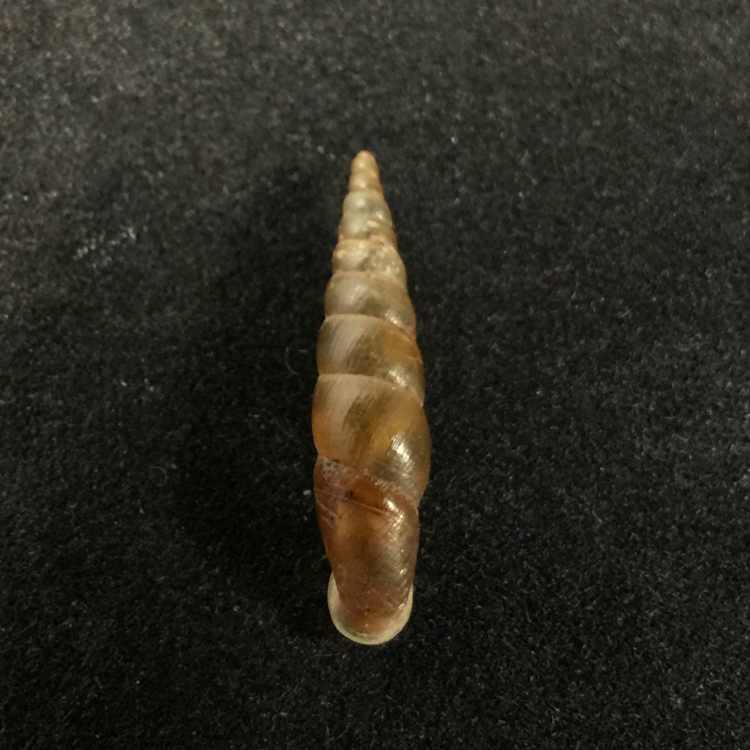Phaedusa filicostata lucens Loosjes, 1953 - 18,6mm