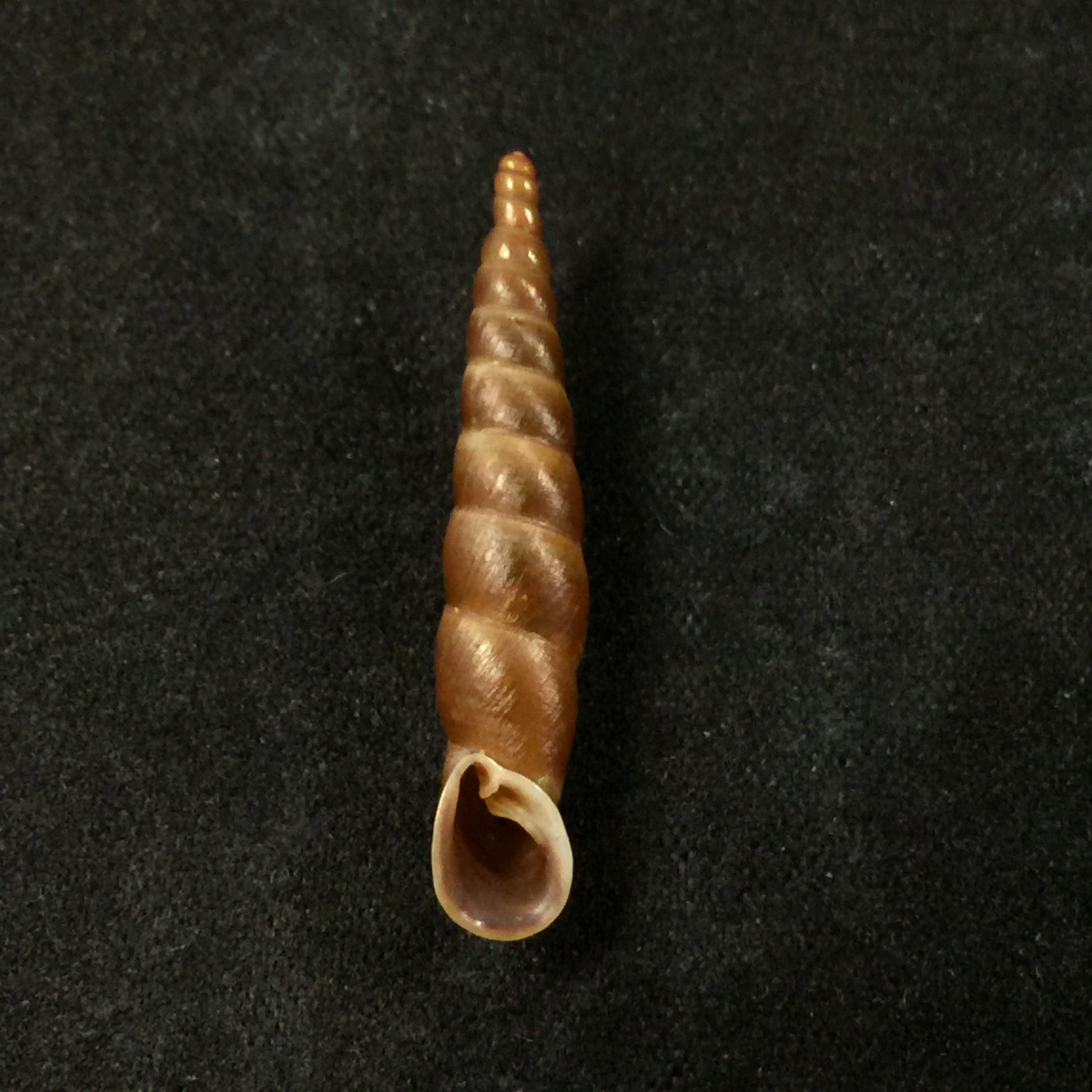 Phaedusa kelantanensis (Sykes, 1902) - 29,4毫米
