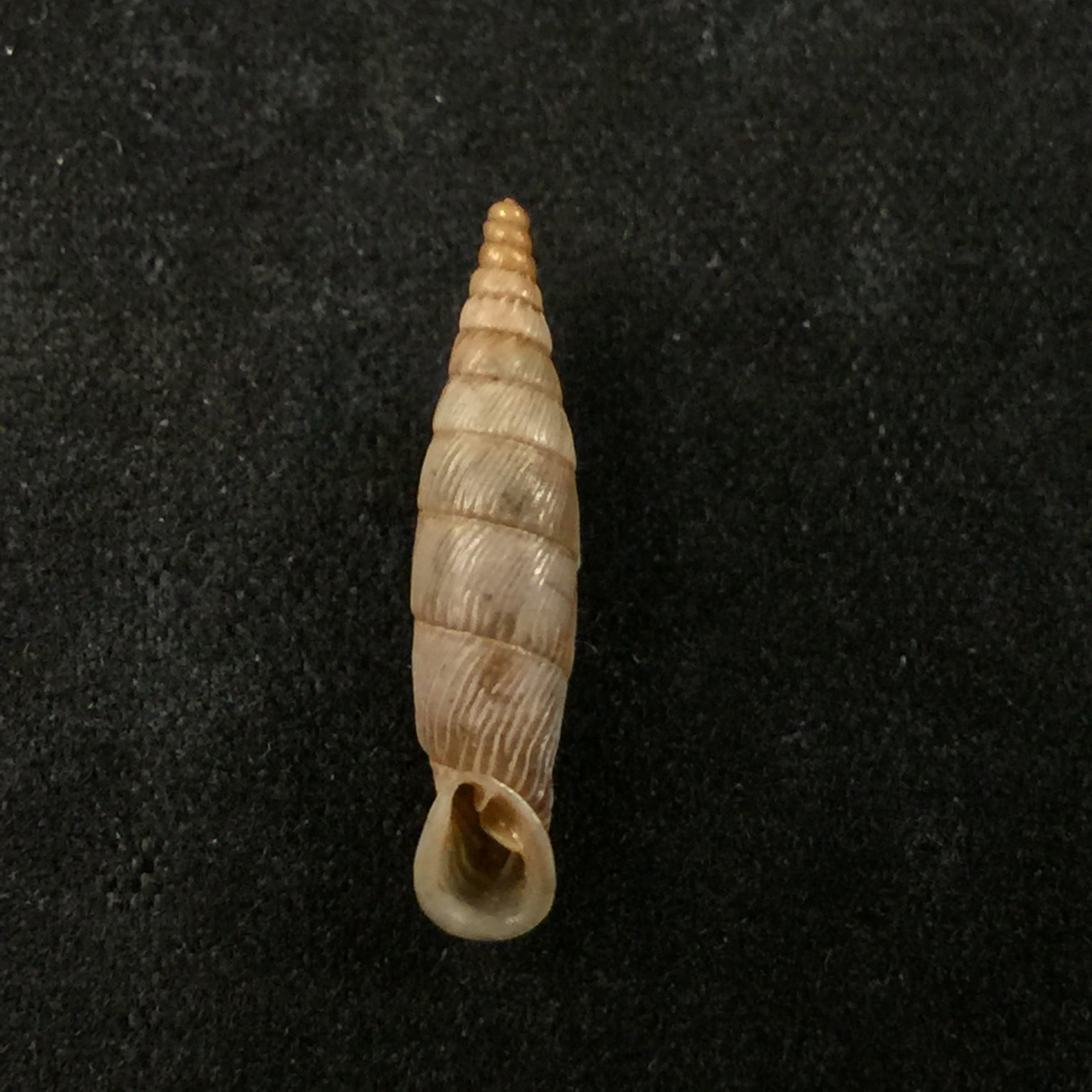 Albinaria papillifera papillifera Nordseick, 1993 - 18,9mm