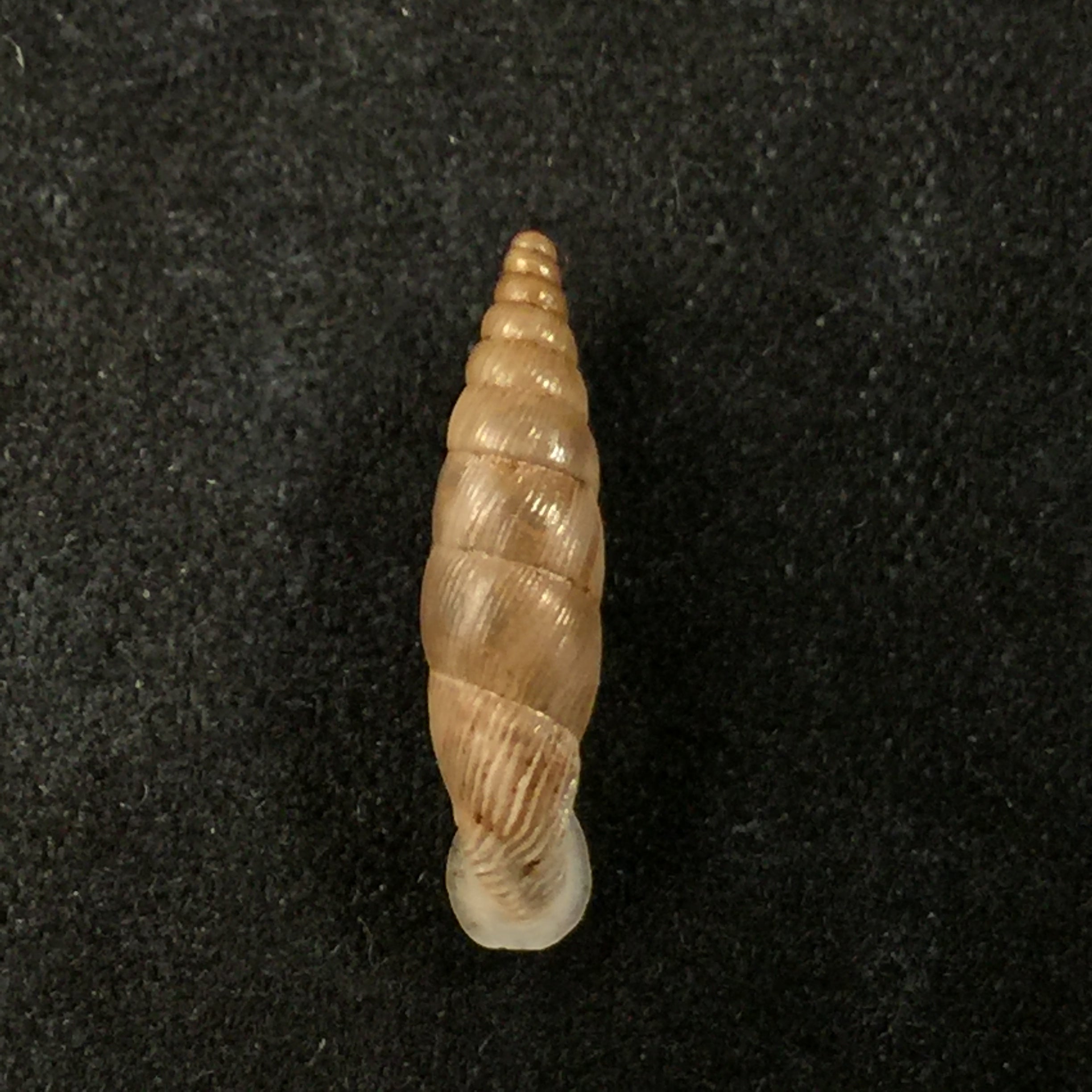 Albinaria schuetti costulifera,Nordsieck 1993 - 15,8mm