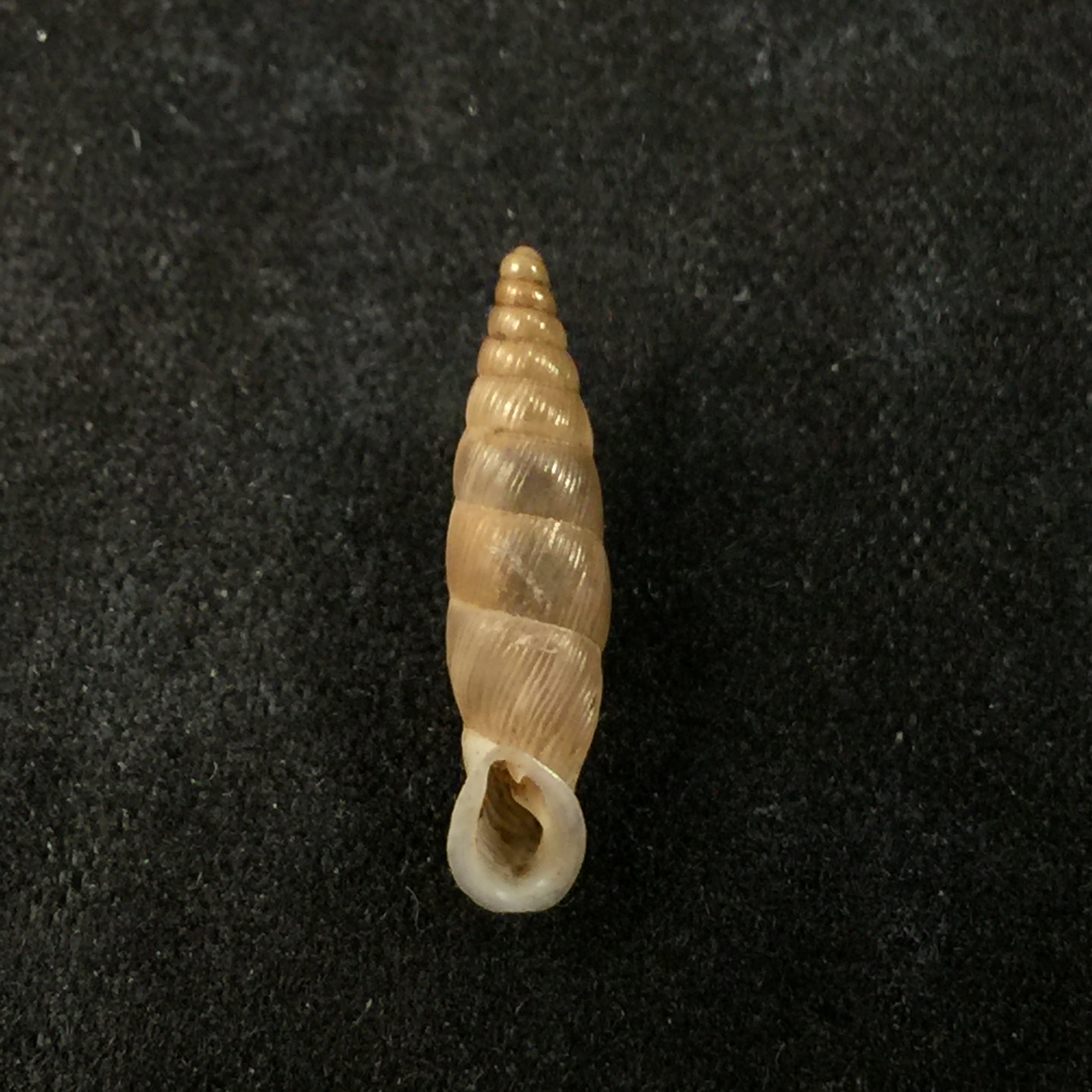 Albinaria schuetti costulifera,Nordsieck 1993 - 15,8mm