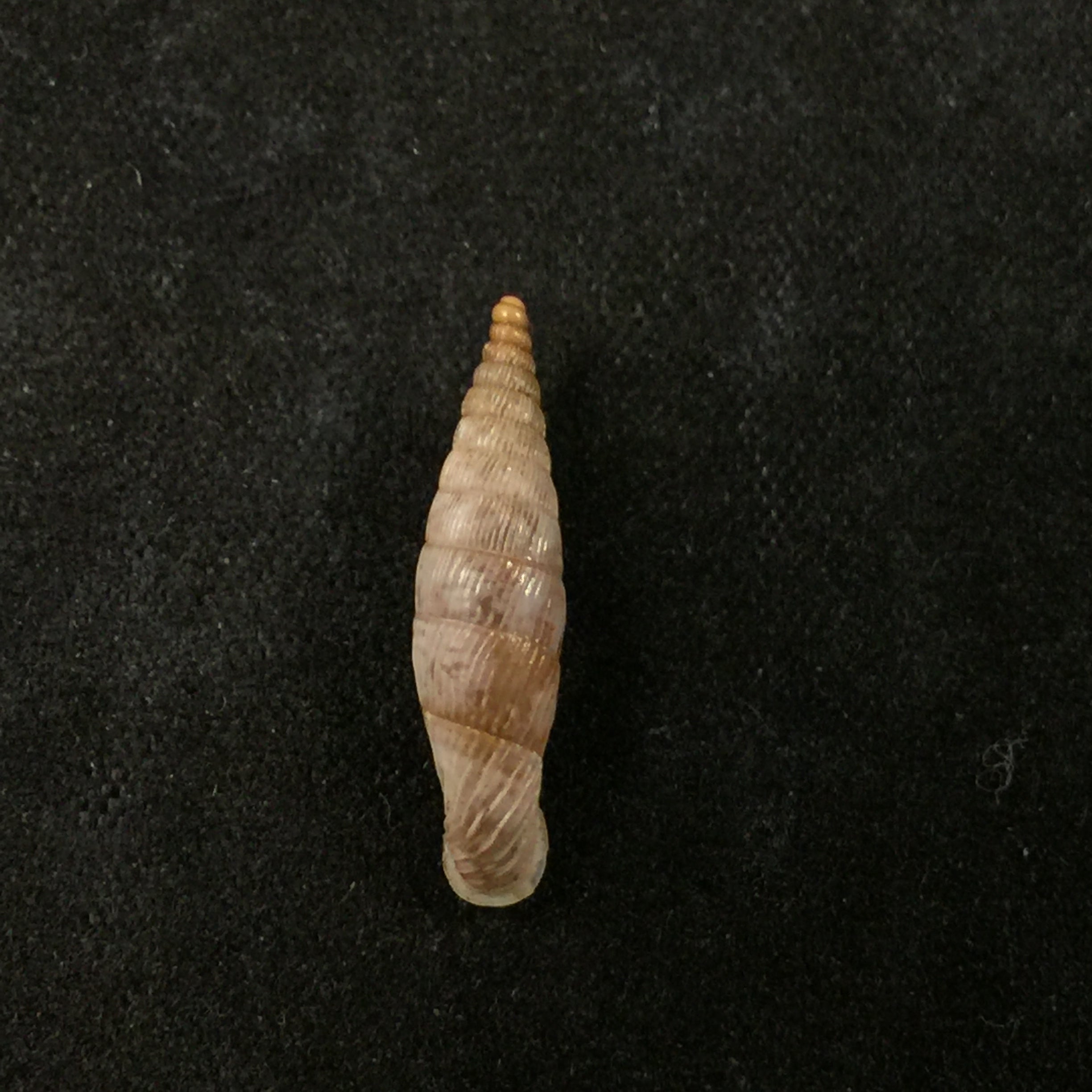 Albinaria lylica lylica,H Nordsieck 1993 -18,6mm