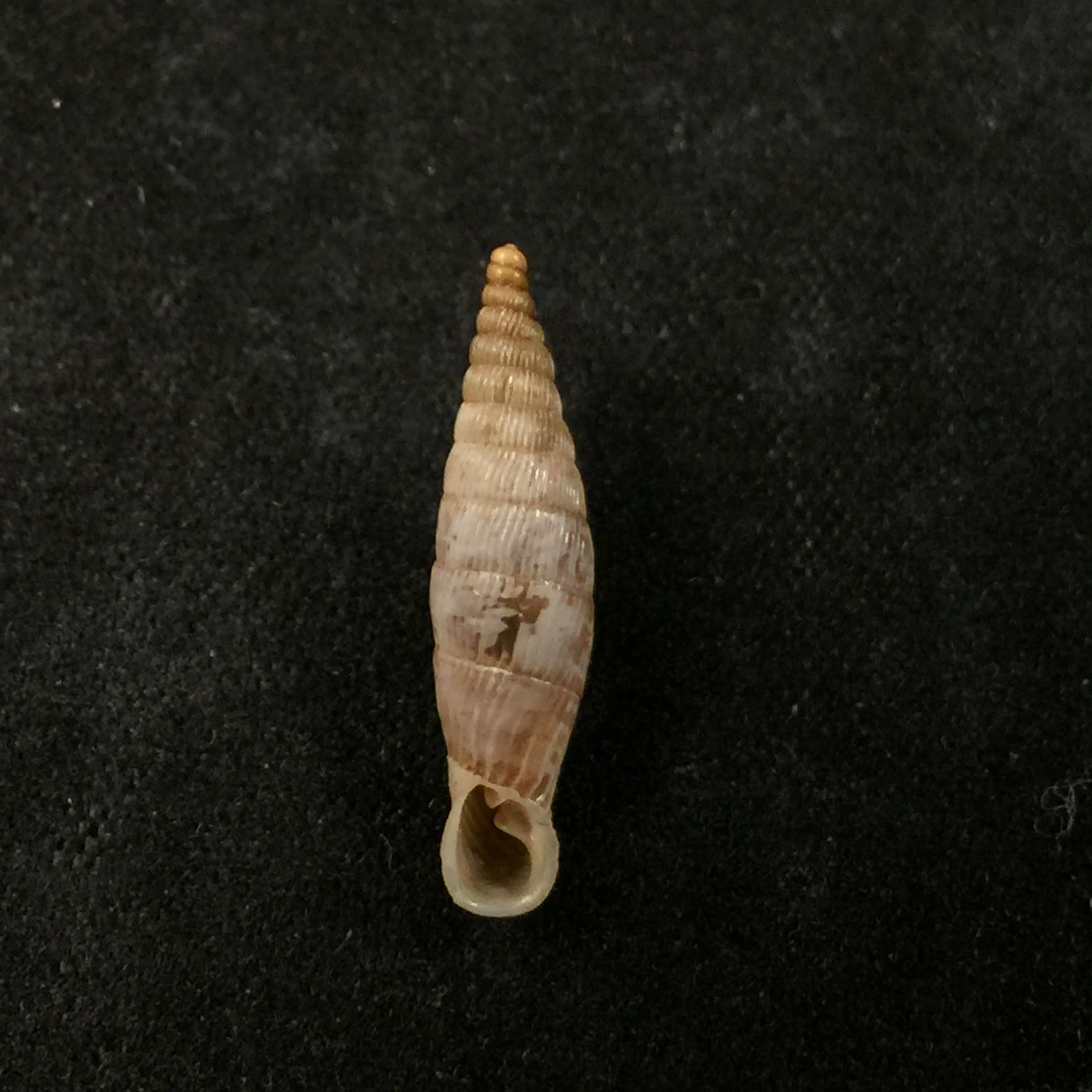 Albinaria lylica lylica,H Nordsieck 1993 -18,6mm