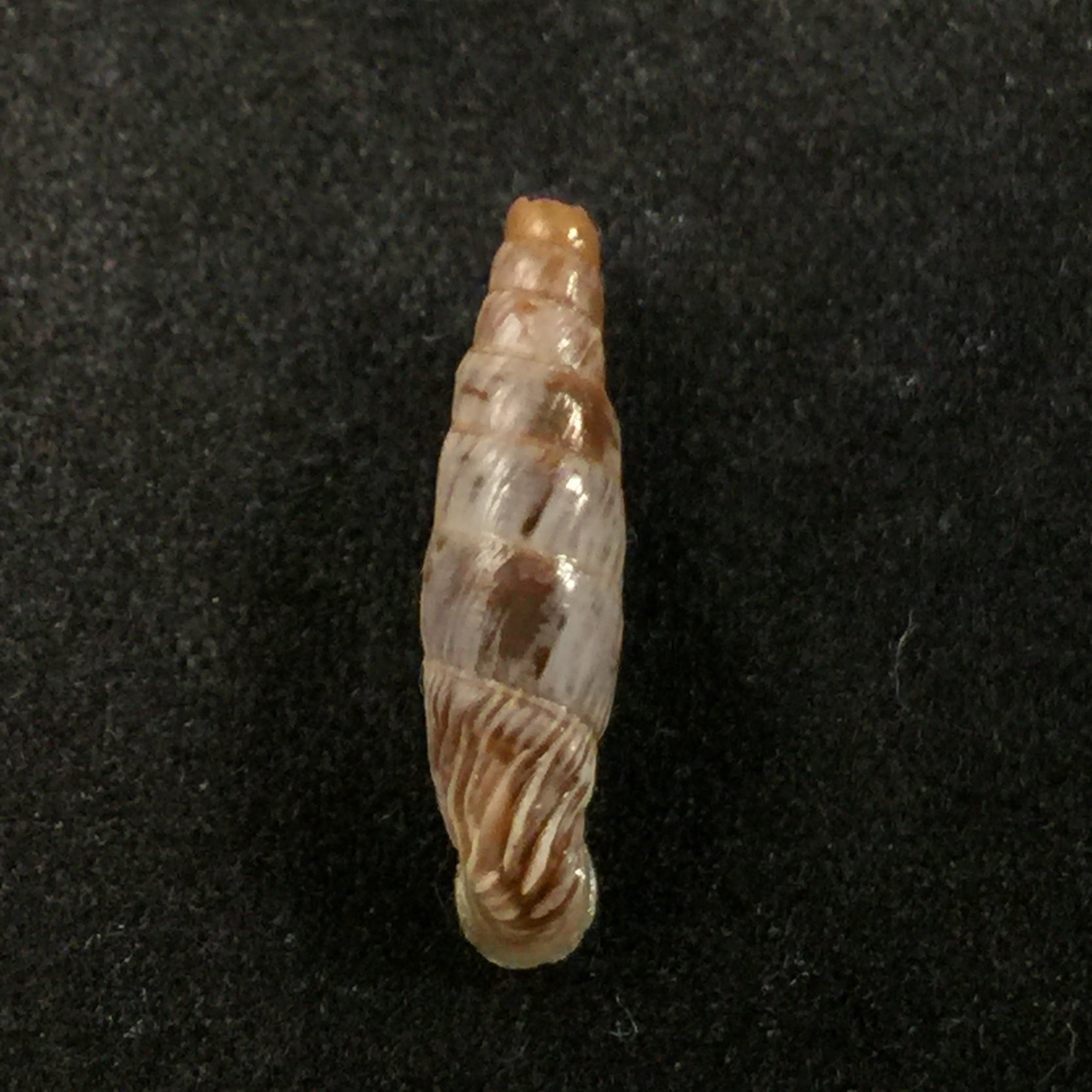 Albinaria ietswaarti,Gittemberg & Menkhorst,1992 年 -17 毫米