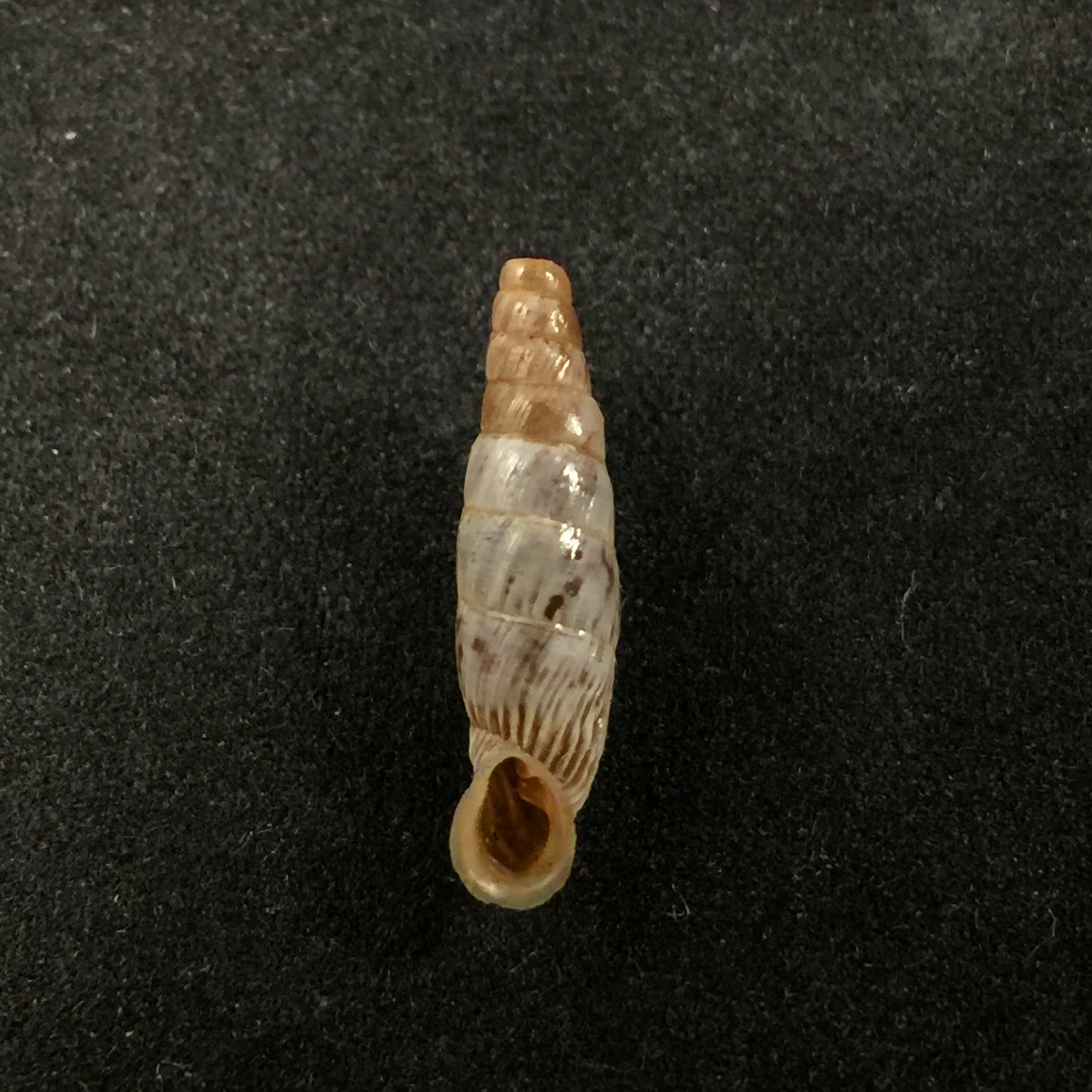 Albinaria ietswaarti,Gittemberg & Menkhorst,1992 年 -17 毫米