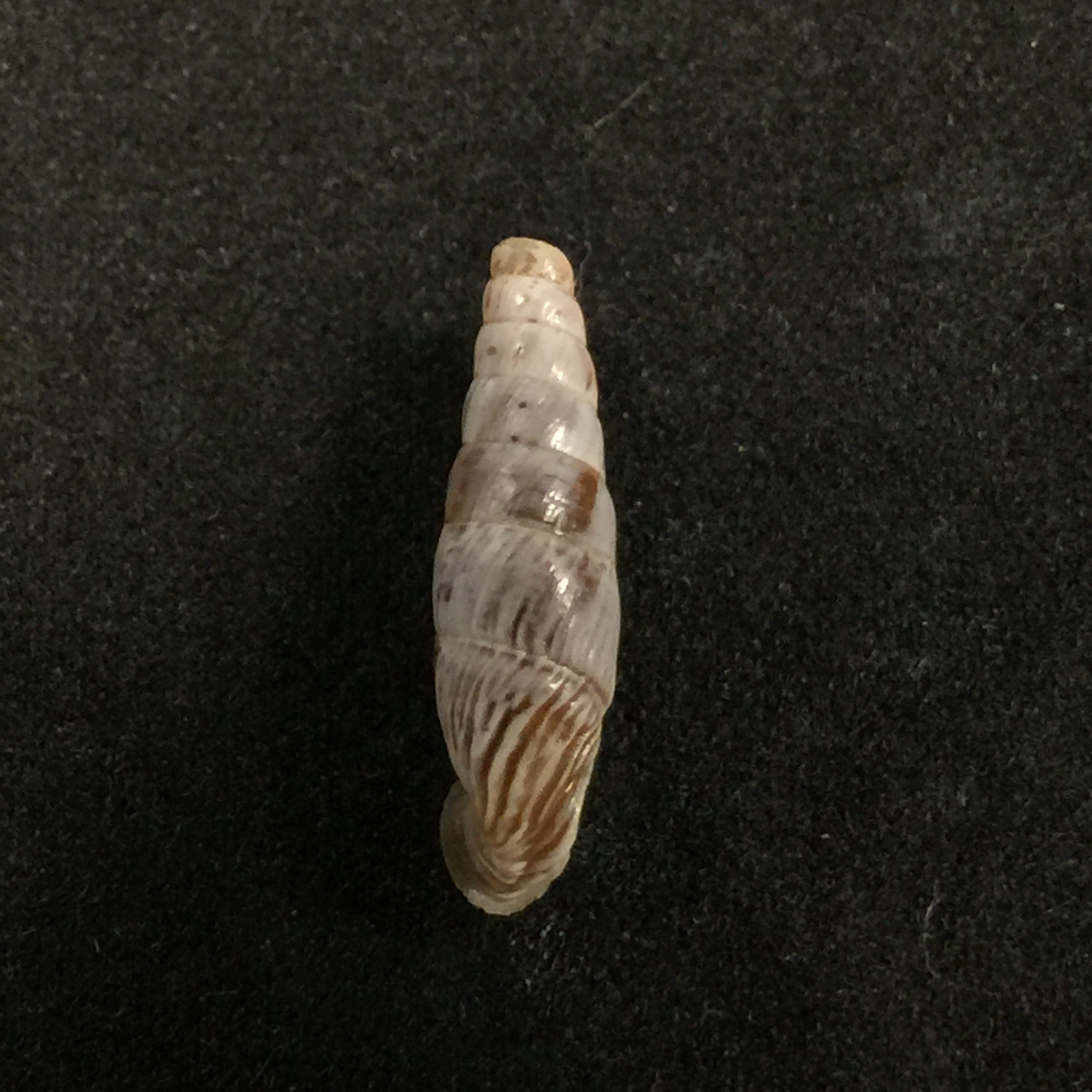 Albinaria ietswaarti,Gittemberg & Menkhorst,土耳其 -16,6mm