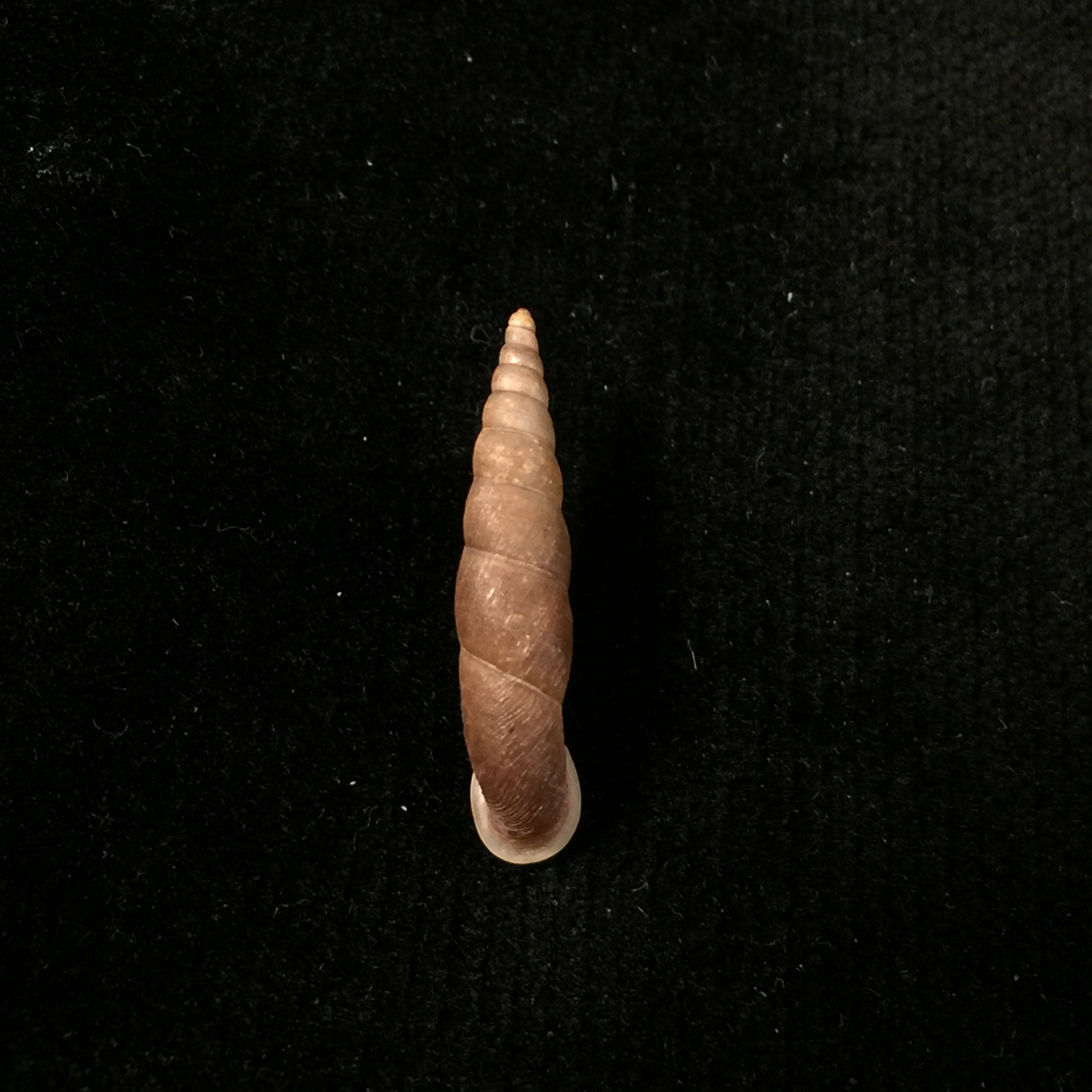 Phaedusa corticina corticina (L. Pfeiffer, 1842) - 24毫米