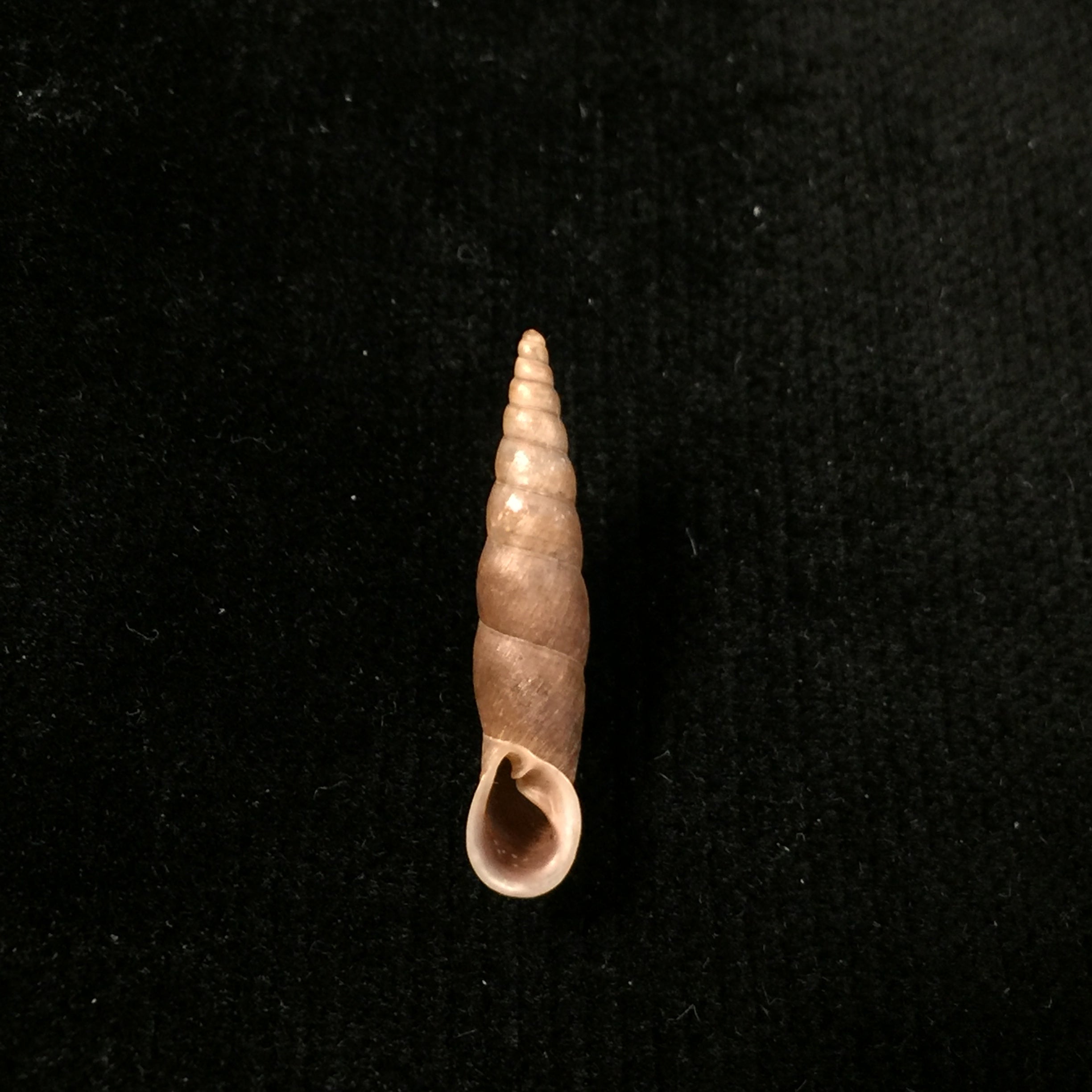 Phaedusa corticina corticina (L. Pfeiffer, 1842) - 24毫米