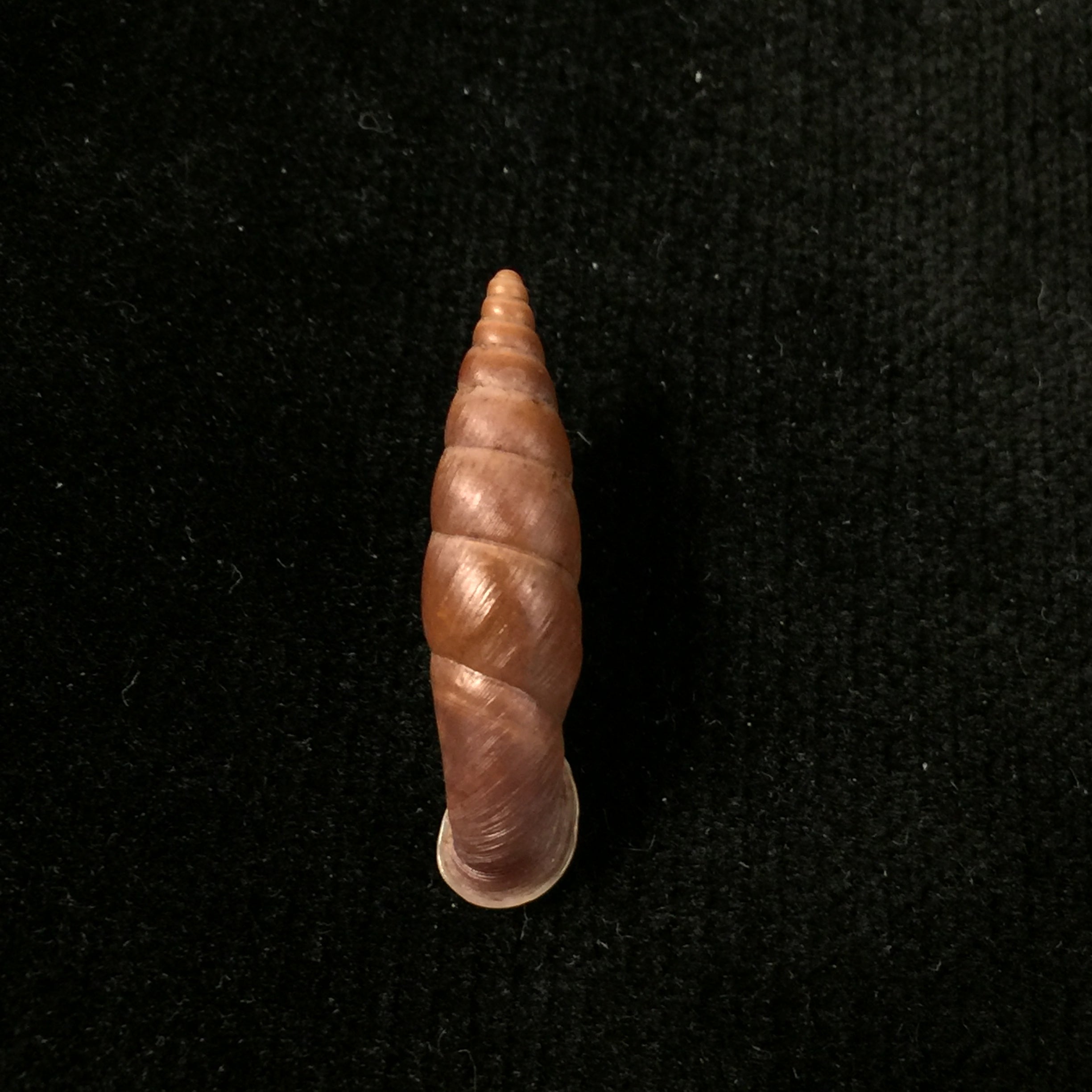 Oospira obesa (Martens, 1867) - 25,1mm