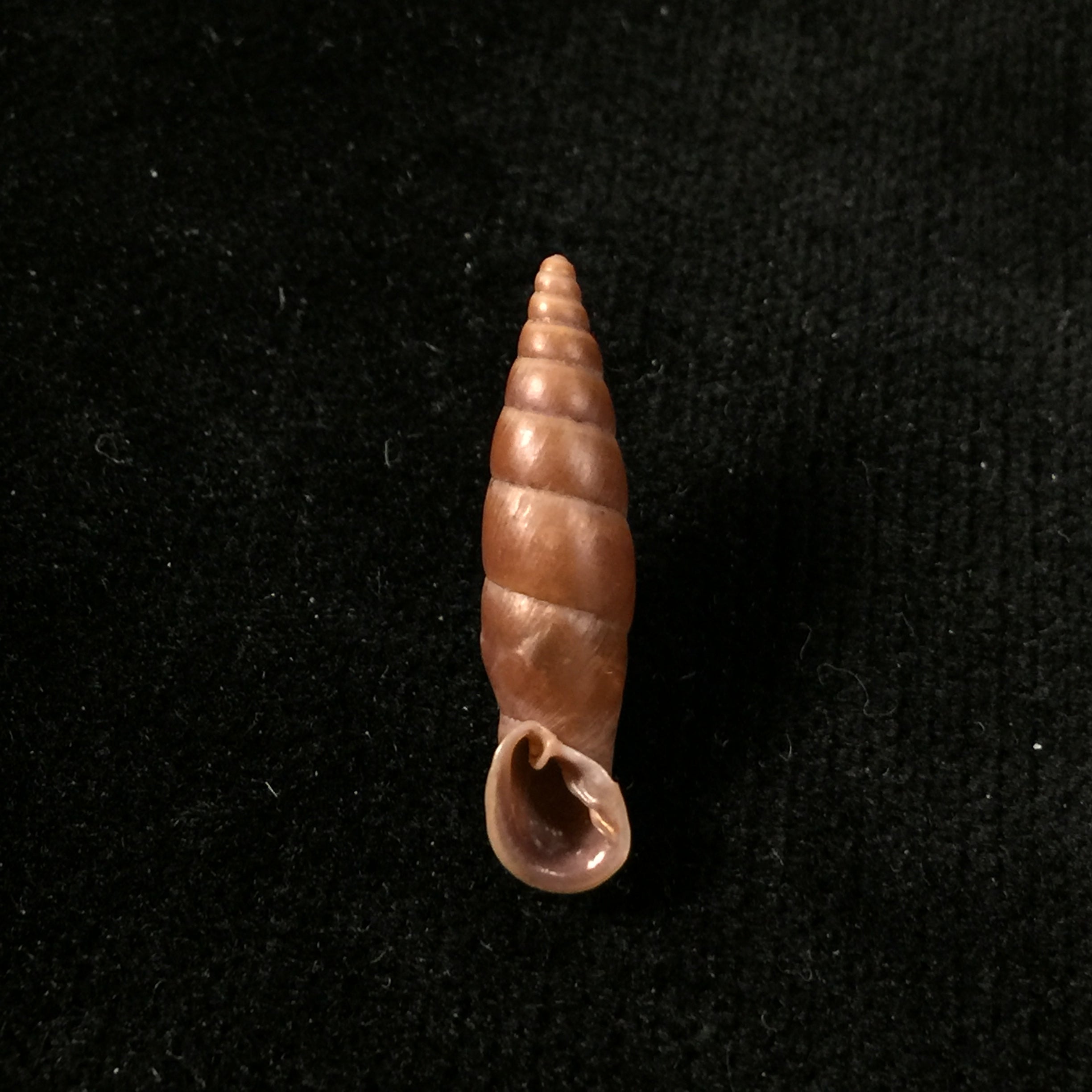 Oospira obesa (Martens, 1867) - 25,1mm