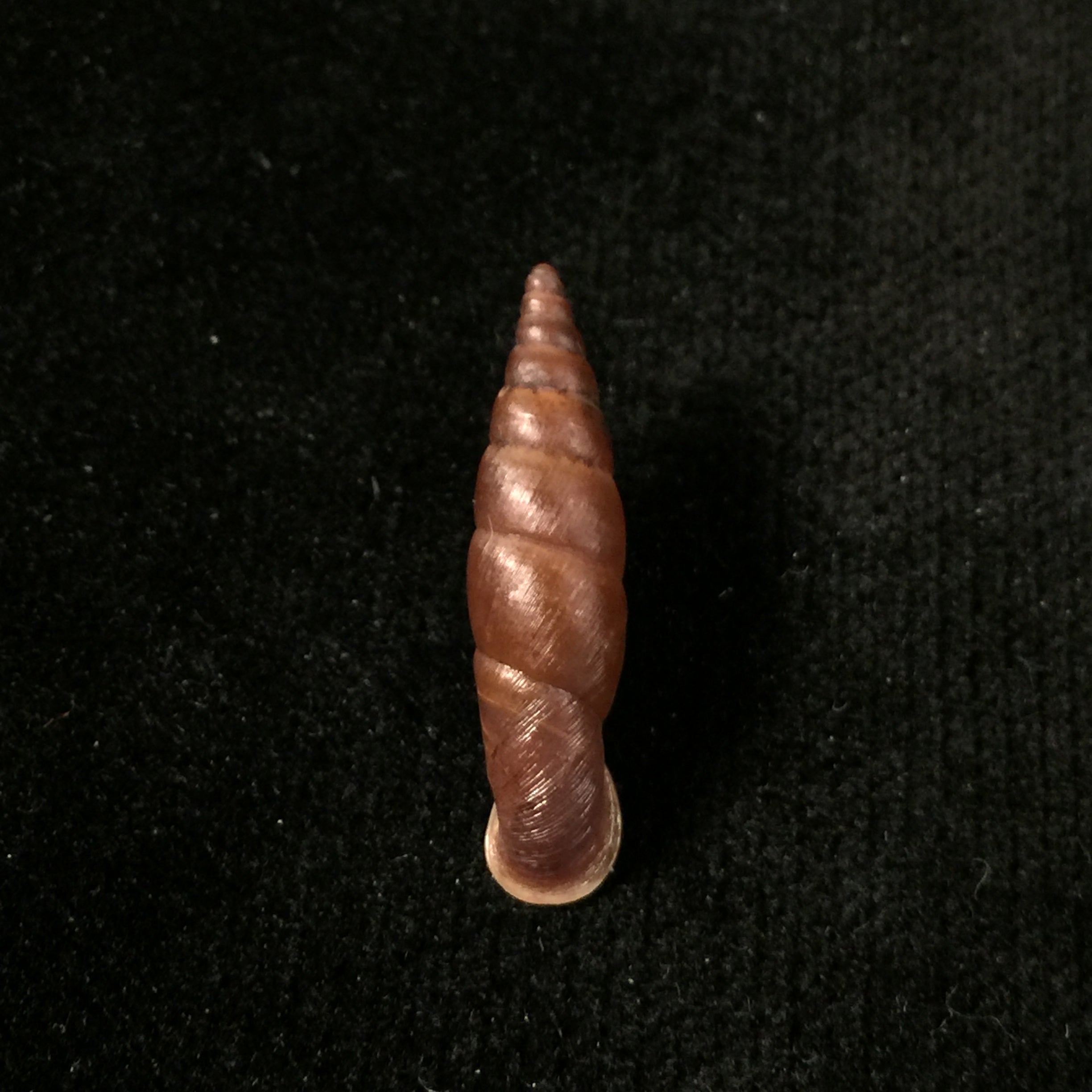 Oospira obesa (Martens, 1867) - 25,1mm