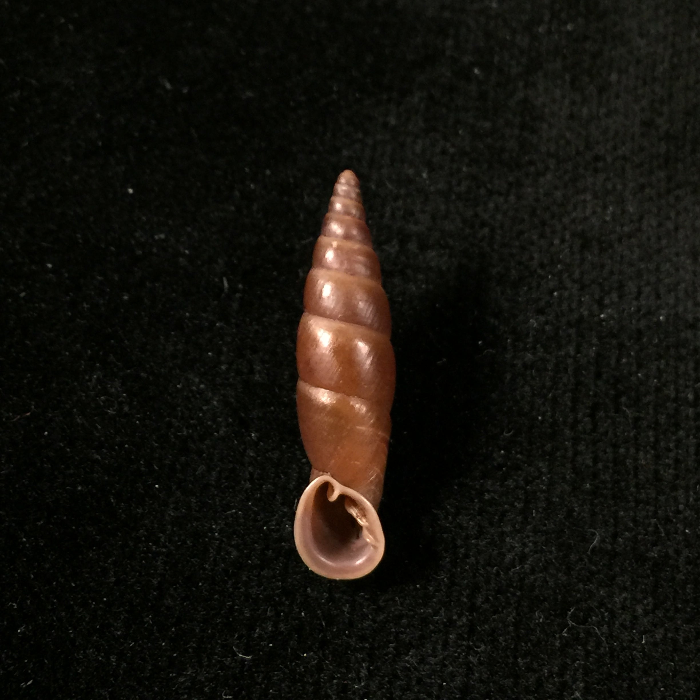 Oospira obesa (Martens, 1867) - 25,1mm