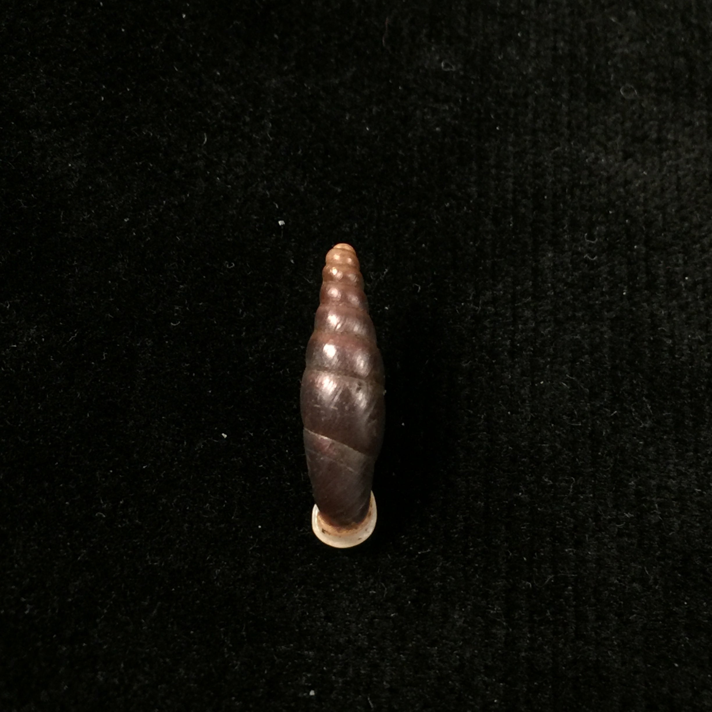 Atractophaedusa smithi (Maassen & Gittenberger, 2007) - 19,3mm