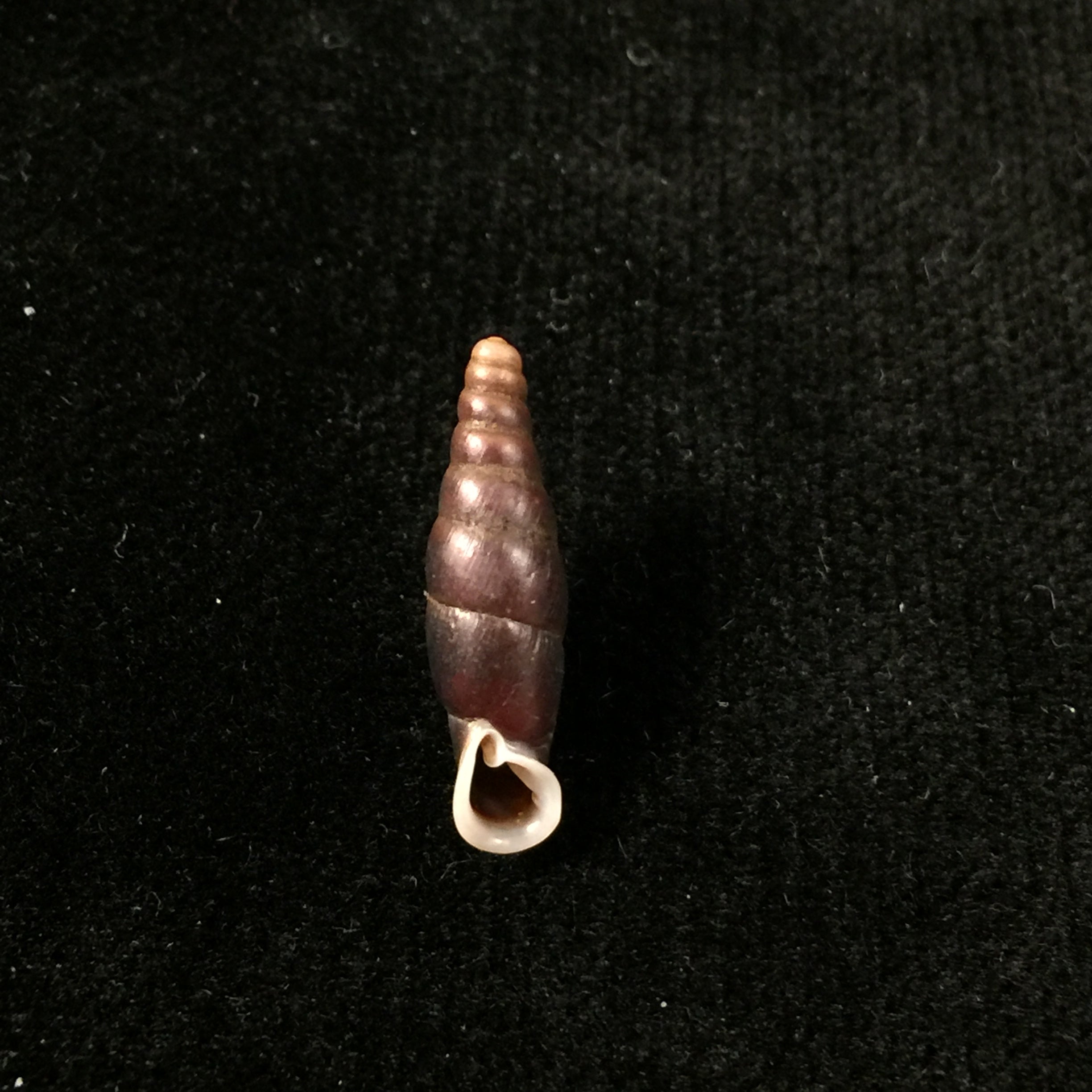 Atractophaedusa smithi (Maassen & Gittenberger, 2007) - 19,3mm
