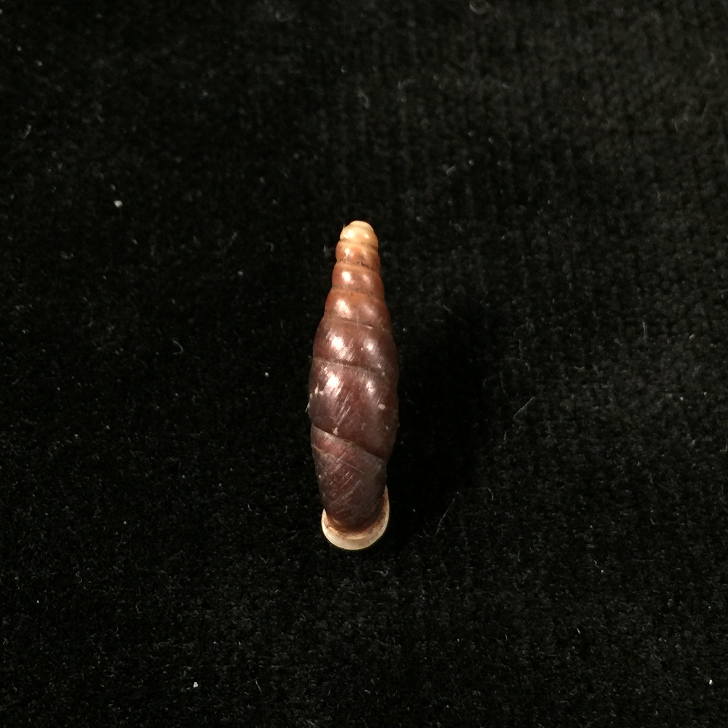Atractophaedusa smithi (Maassen & Gittenberger, 2007) - 19,5mm