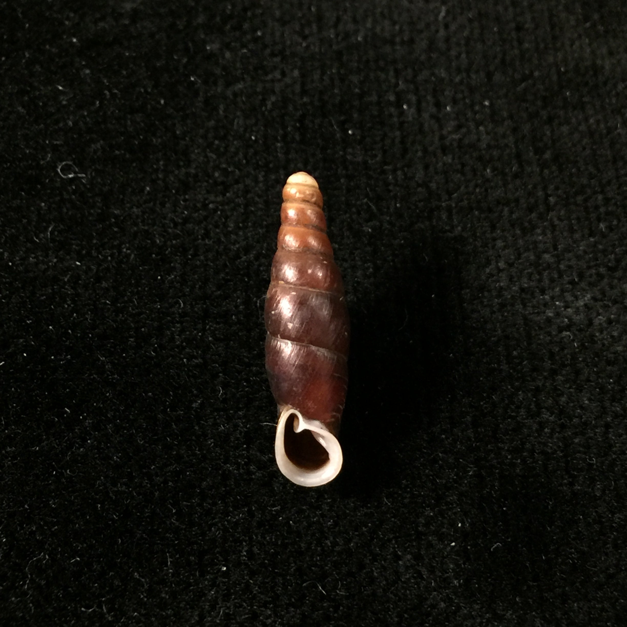 Atractophaedusa smithi (Maassen & Gittenberger, 2007) - 19,5mm