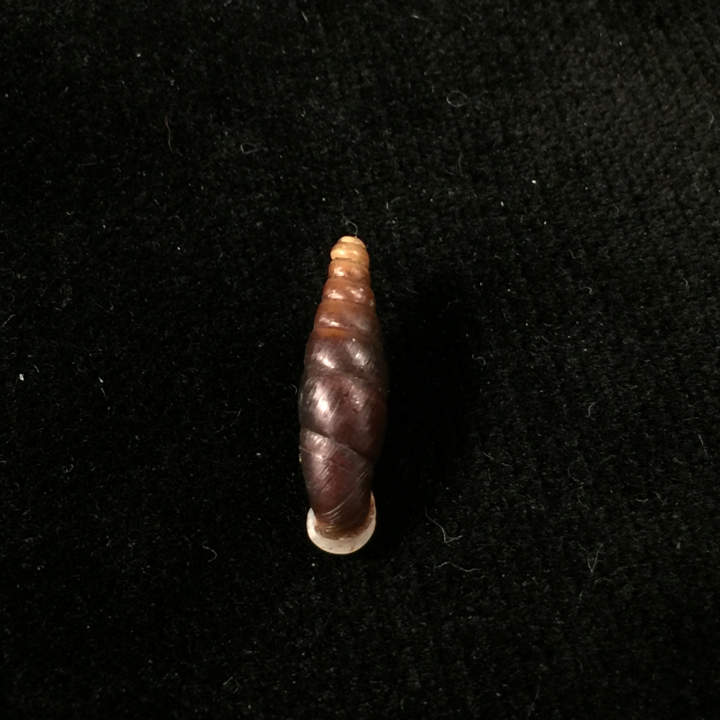 Atractophaedusa smithi (Maassen & Gittenberger, 2007) - 18,8mm