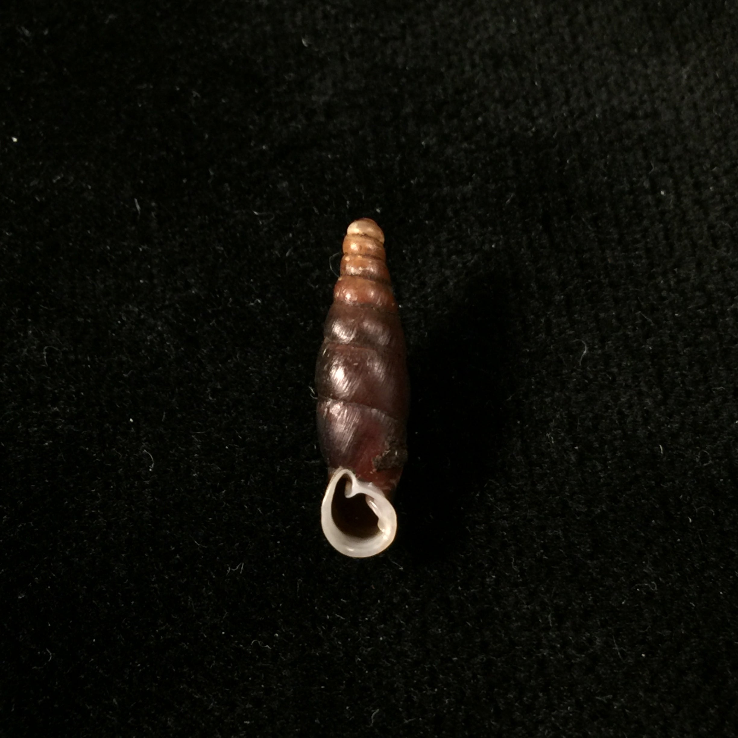 Atractophaedusa smithi (Maassen & Gittenberger, 2007) - 18,8mm