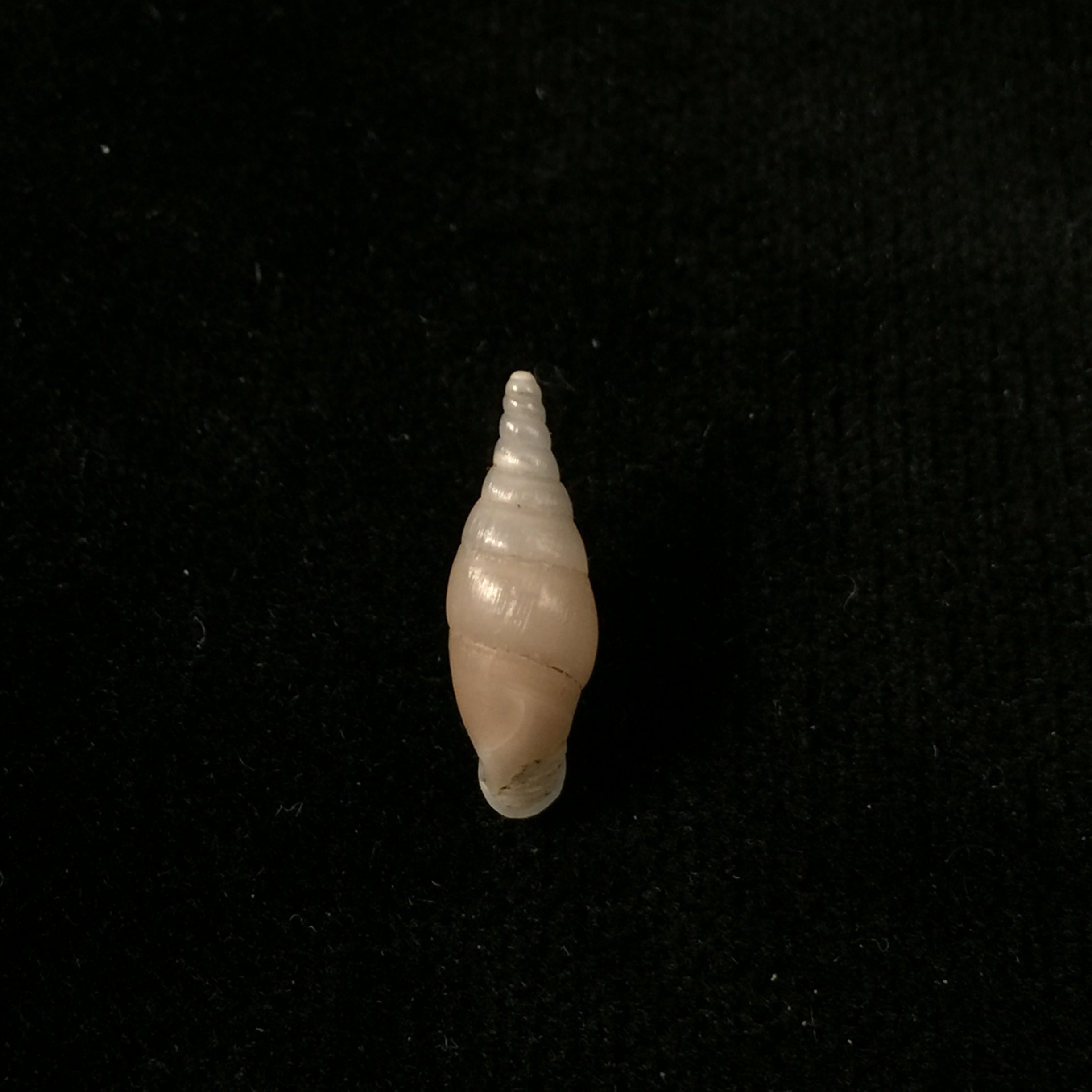 Hemiphaedusa (Selenophaedusa) ophthalmophana cazioti (Bavay & Dautzenberg, 1909) - 17mm