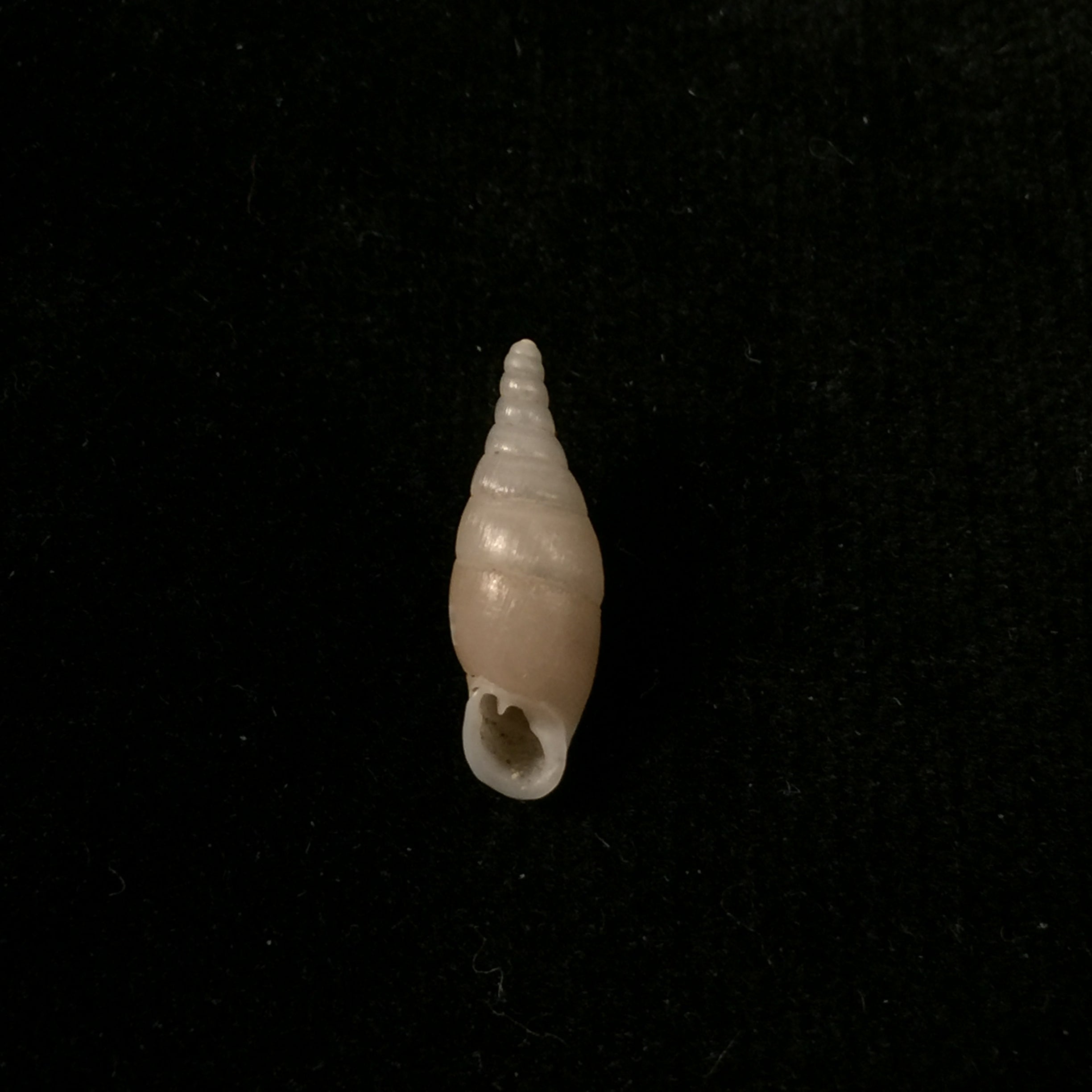 Hemiphaedusa (Selenophaedusa) ophthalmophana cazioti (Bavay & Dautzenberg, 1909) - 17mm