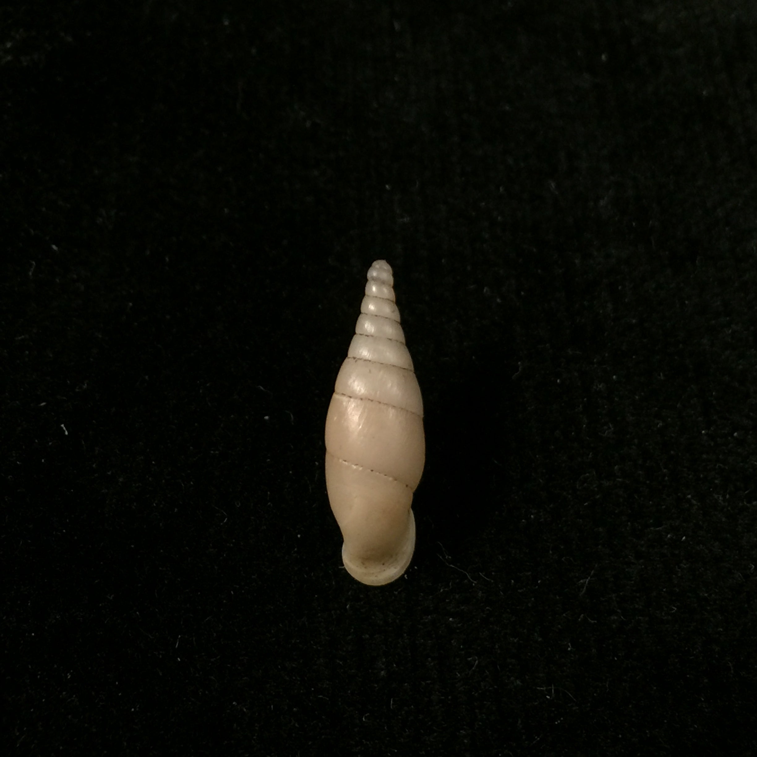 Hemiphaedusa (Selenophaedusa) ophthalmophana cazioti (Bavay & Dautzenberg, 1909) - 18mm