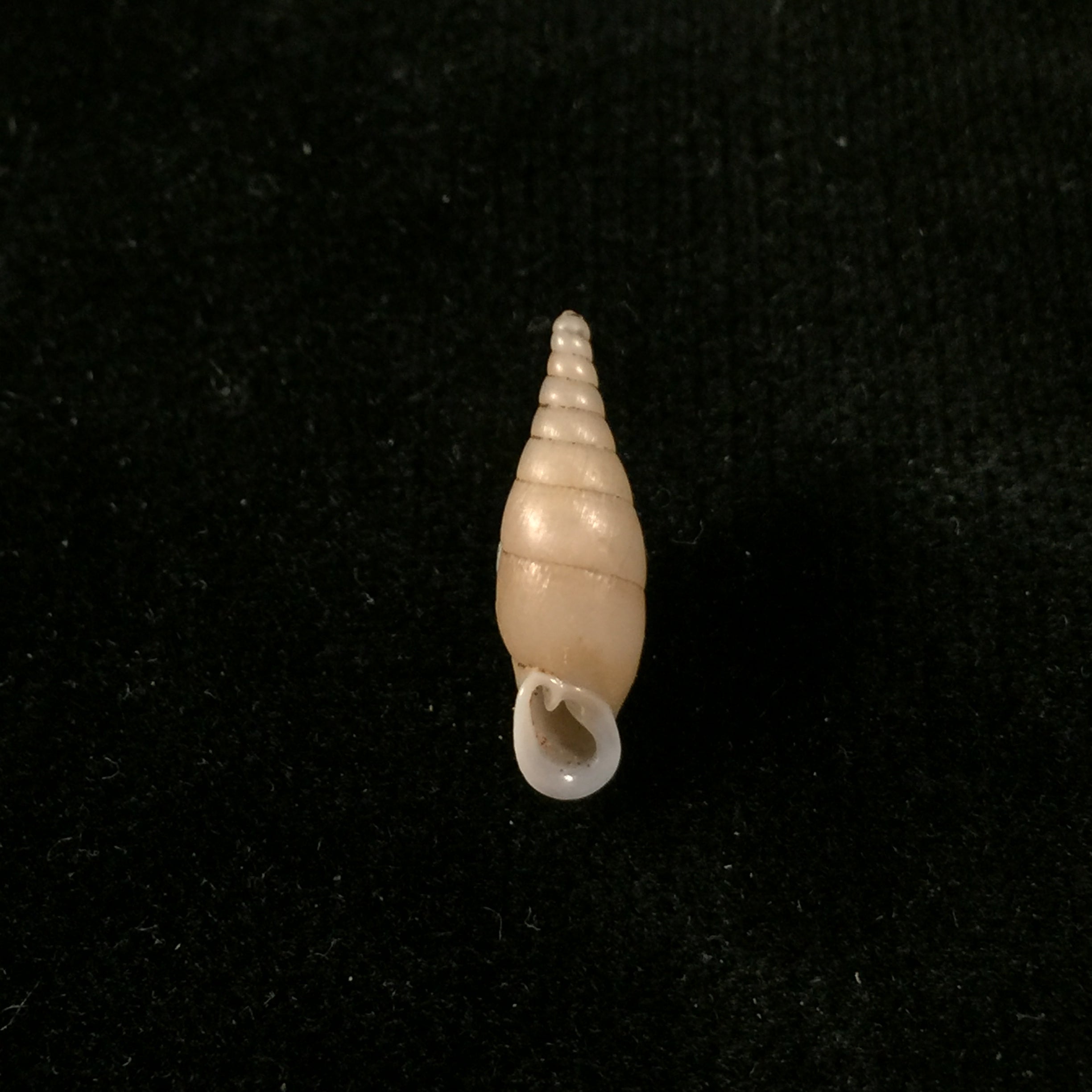 Hemiphaedusa (Selenophaedusa) ophthalmophana cazioti (Bavay & Dautzenberg, 1909) - 18mm