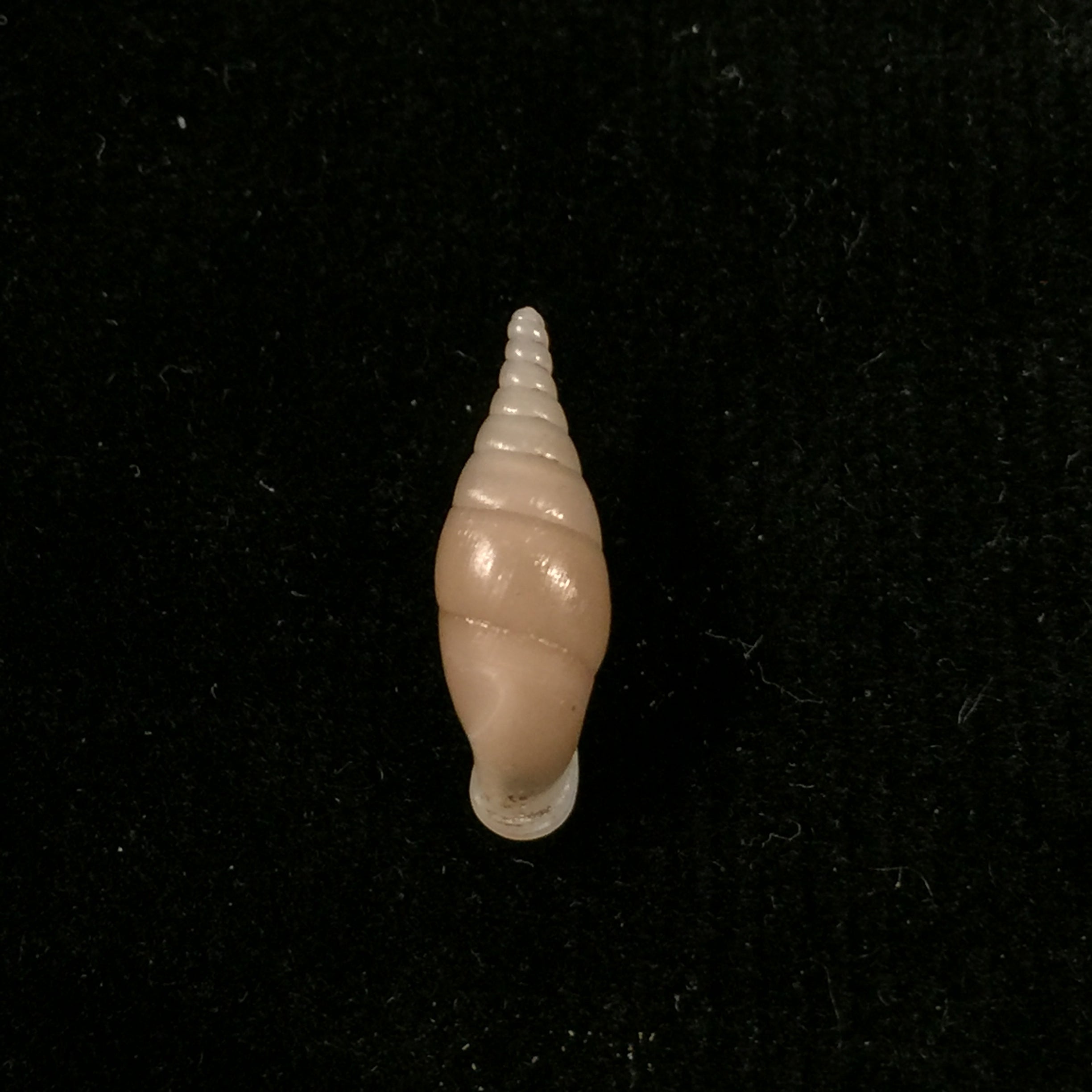 Hemiphaedusa (Selenophaedusa) ophthalmophana cazioti (Bavay & Dautzenberg, 1909) - 17,8mm