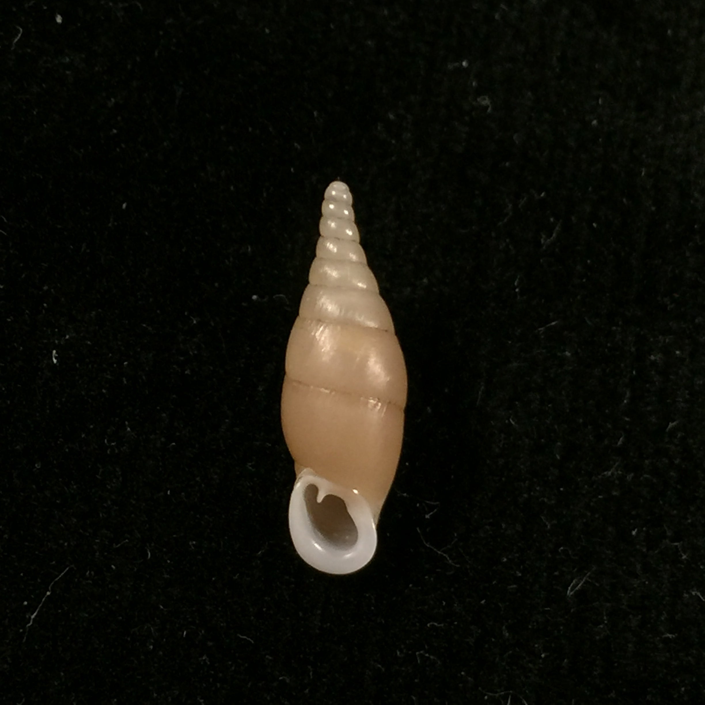 Hemiphaedusa (Selenophaedusa) ophthalmophana cazioti (Bavay & Dautzenberg, 1909) - 17,8mm