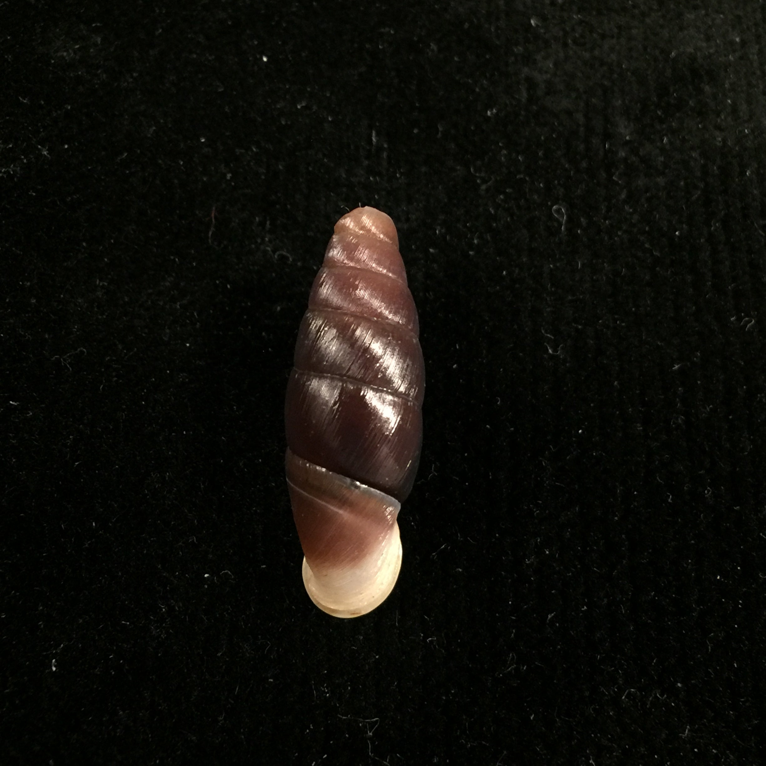 Liparophaedusa auregani (Bavay & Dautzenberg, 1904) - 25mm