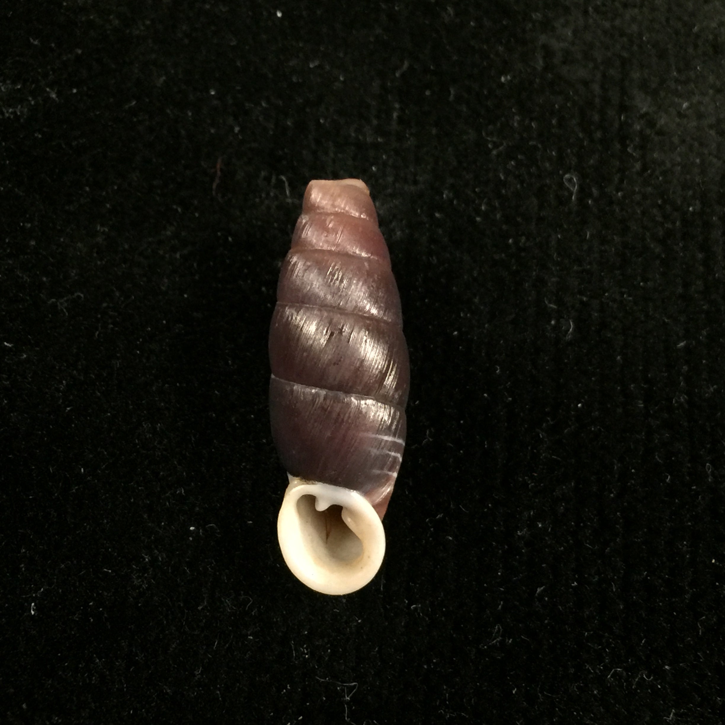 Liparophaedusa auregani (Bavay & Dautzenberg, 1904) - 25mm