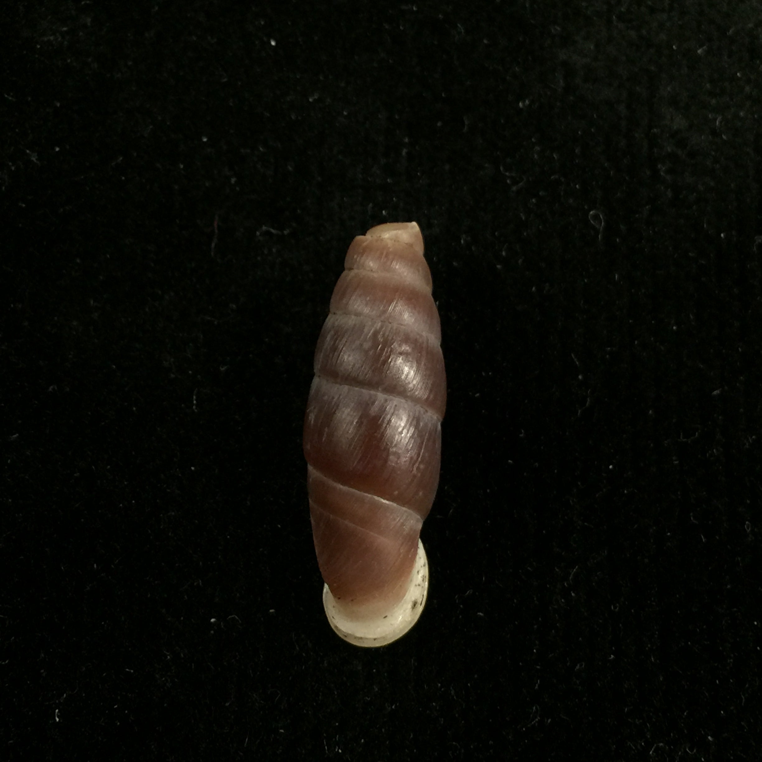 Liparophaedusa auregani (Bavay & Dautzenberg, 1904) - 24,8mm