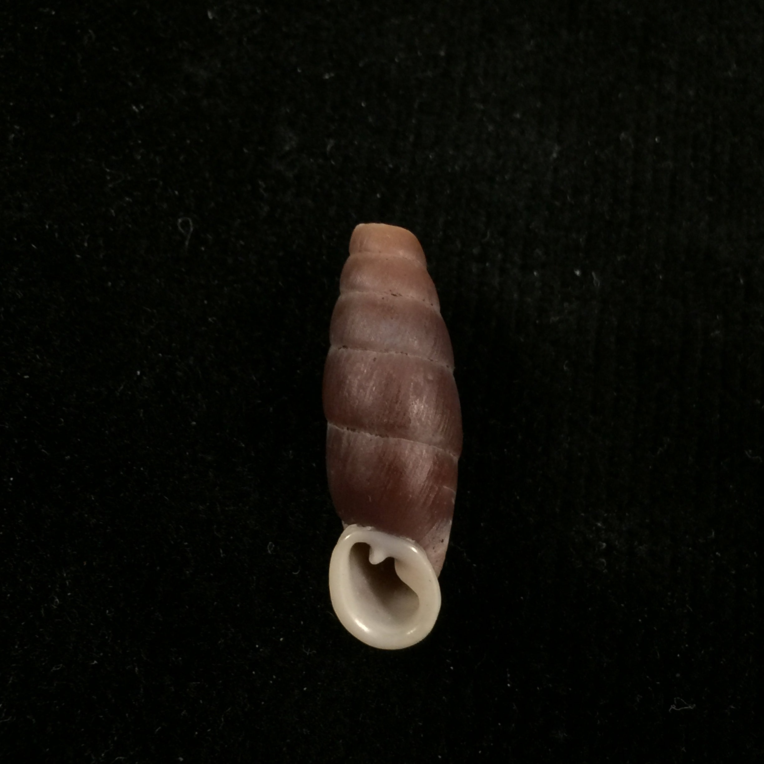 Liparophaedusa auregani (Bavay & Dautzenberg, 1904) - 24,8mm