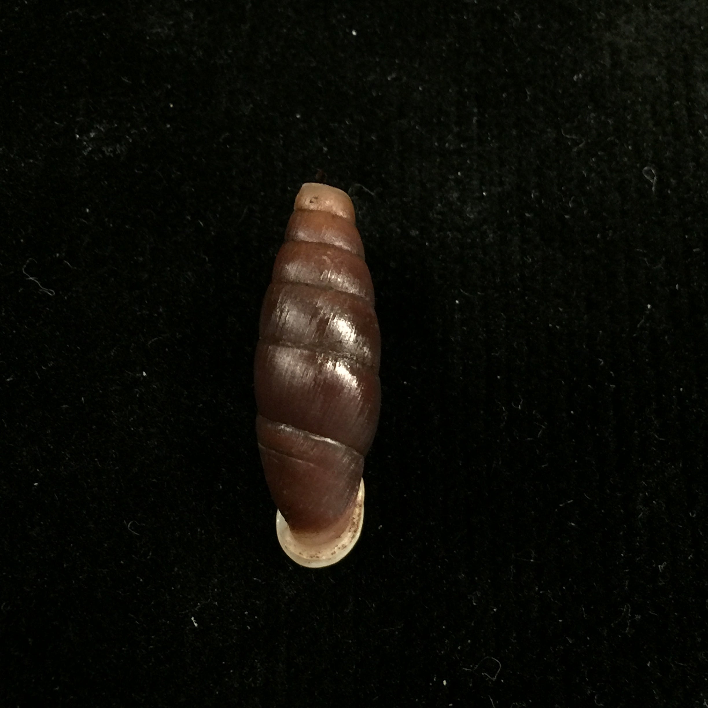 Liparophaedusa auregani (Bavay & Dautzenberg, 1904) - 24,4mm